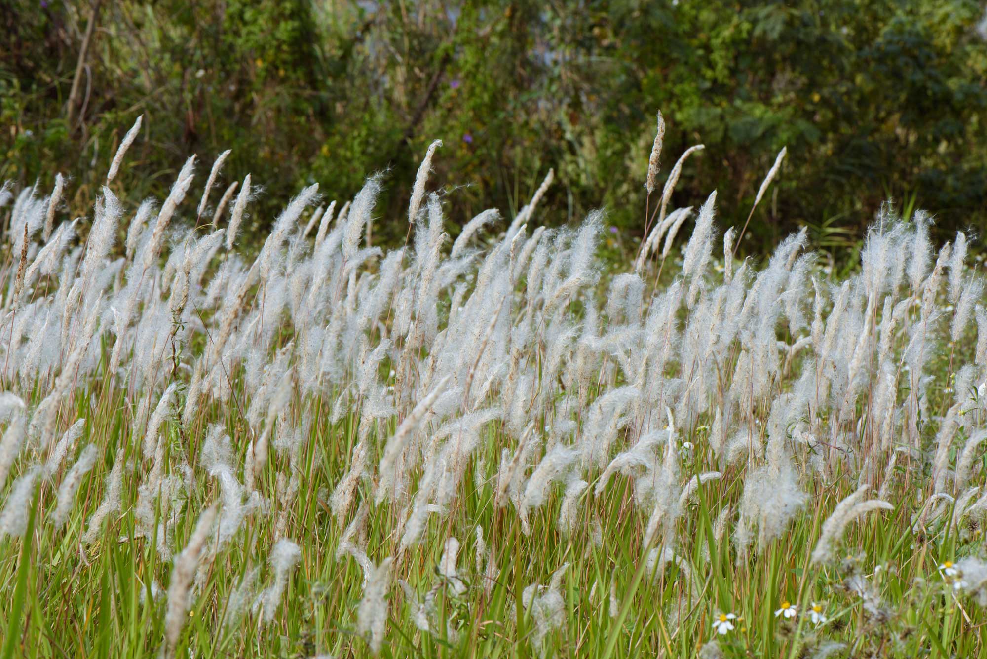 Cogongrass Quick Facts Earth Home Evolution