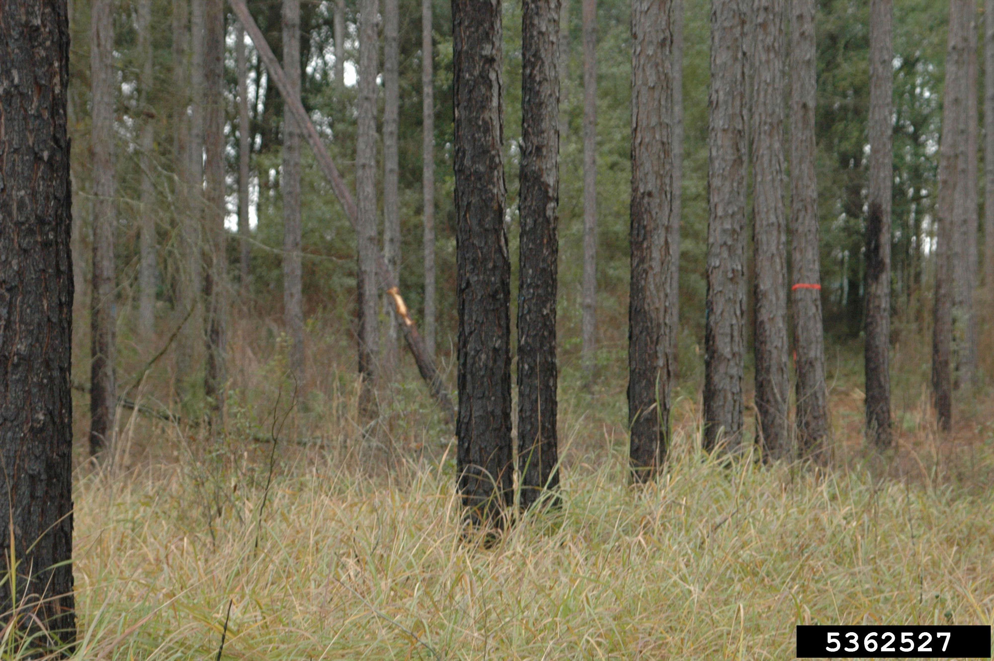 Photograph of a woodland that has been infested by cogongrass. The photo shows tall, yellowish-green grass growing among the bases of thin tree trunks. Some of the trunks have been scorched due to fire that burnt cogongrass in the past.