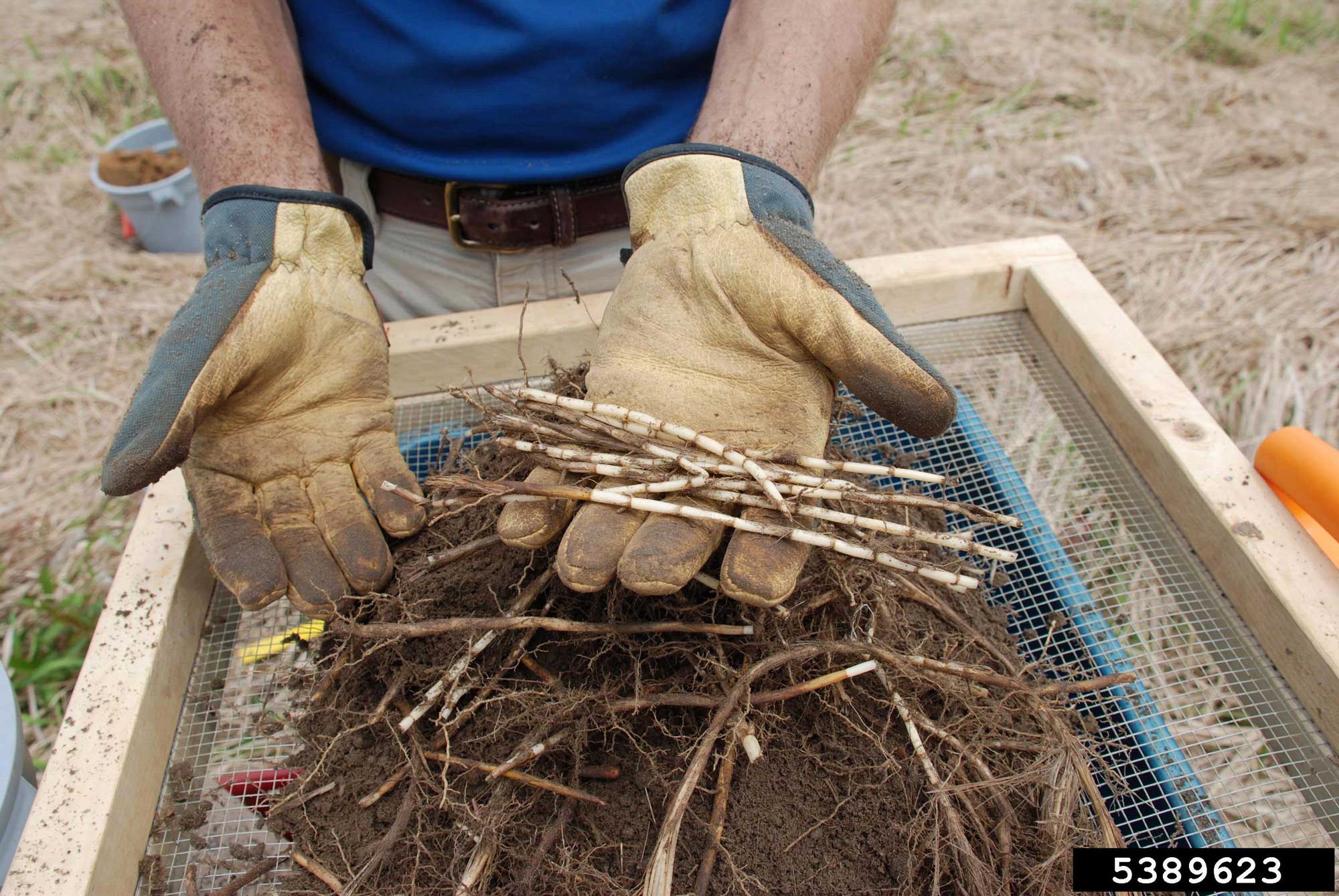 Photograph of a person holding segments of cogongrass rhizomes in a gloved hand. The rhizomes are straight and off-white with prominent nodes. The rhizomes are being held above a metal screen, which has apparently been used to sift them from the soil they were growing in.