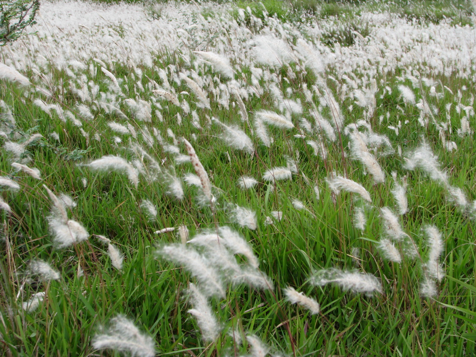 Photograph of a field of cogongrass in Kranataka, India. The photo shows a field of bright green grass plants with feathery white inflorescences.