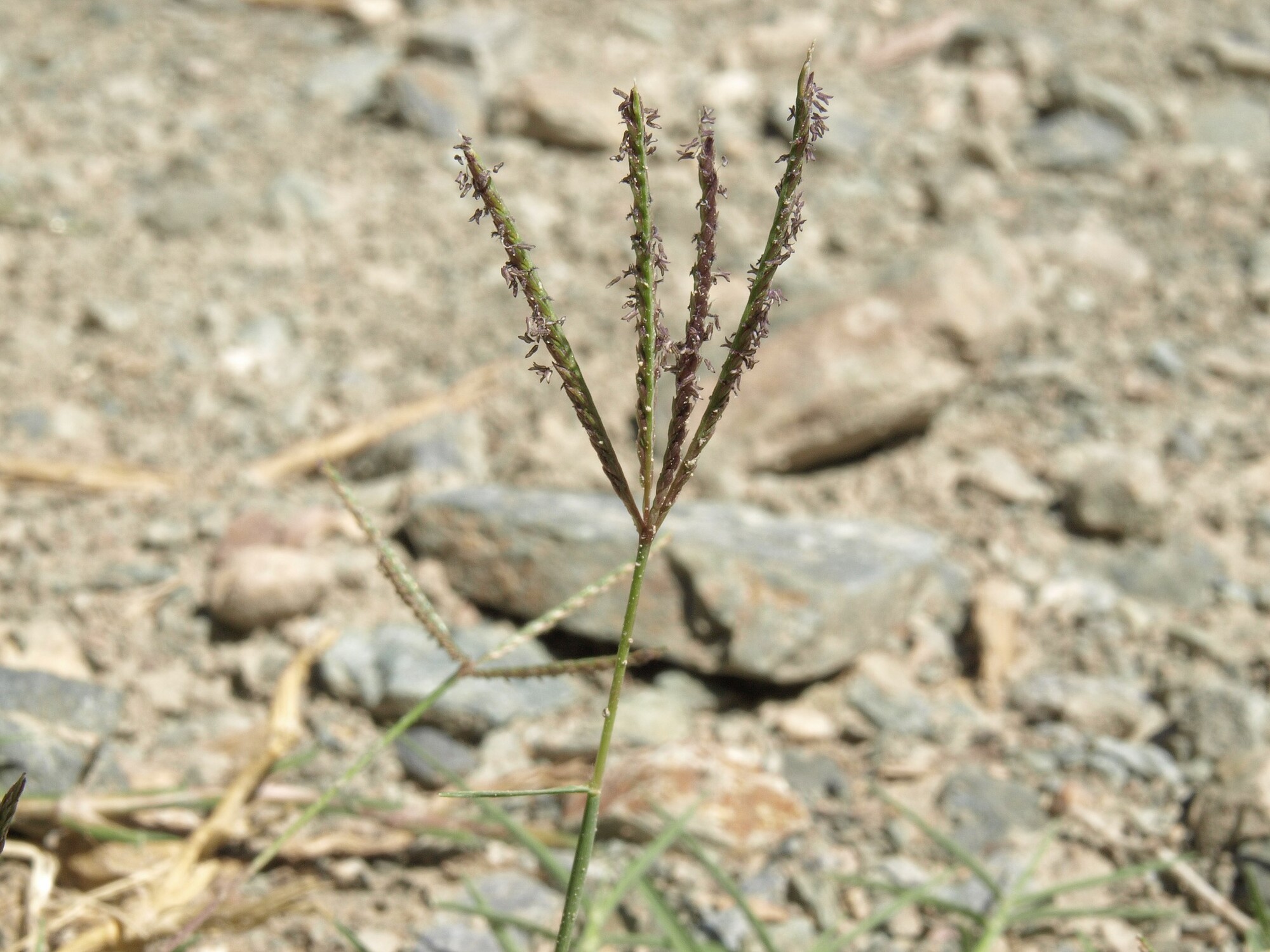 Photograph showing the inflorescence of a Bermuda grass plant growing in rocky soil. The photo shows an inflorescence made up of four branches radiating from a single point. Anthers are handing out of the spikelets on the inflorescence branches.