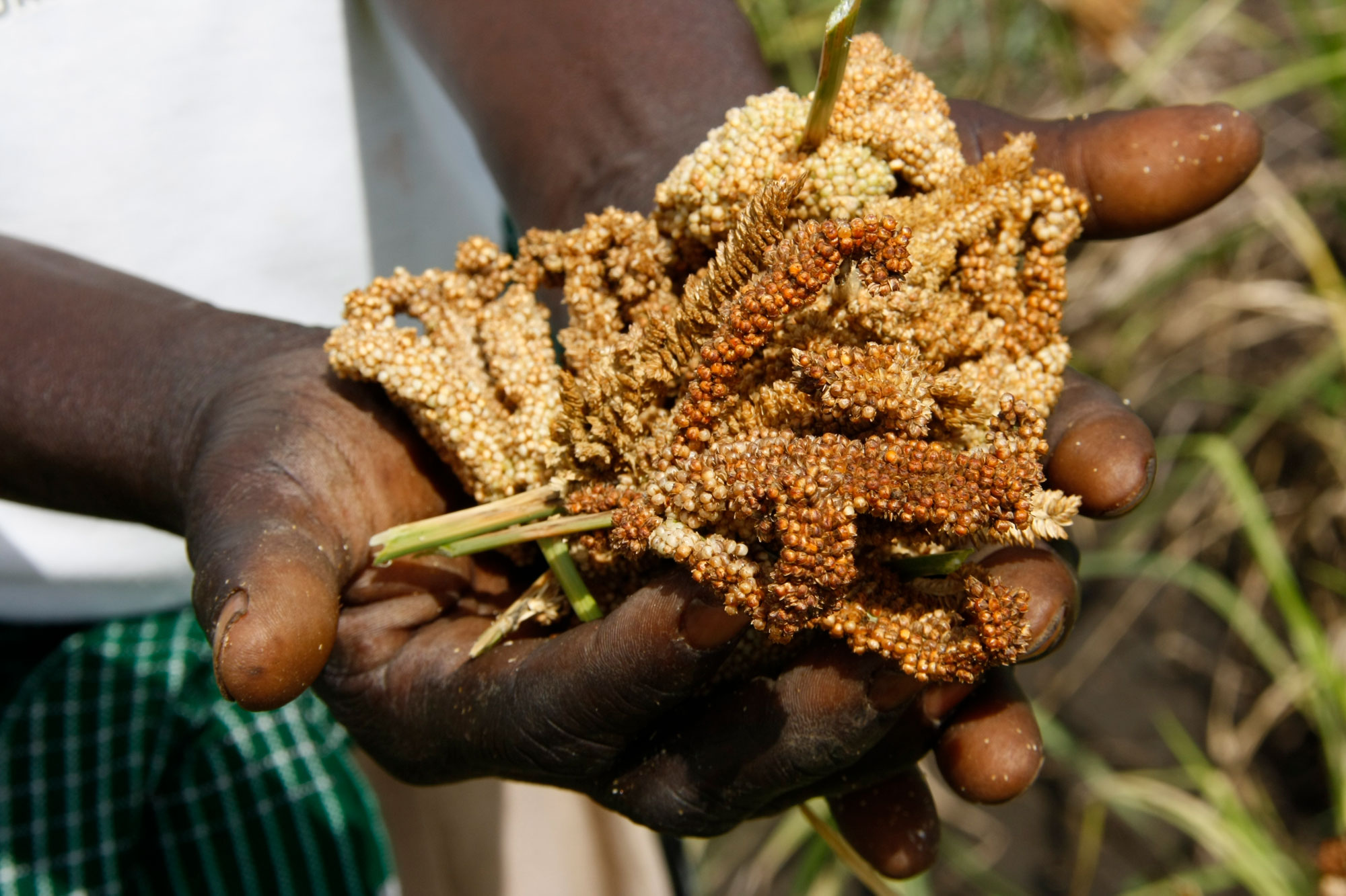 Photograph of a person holding ears of finger millet in their cupped hands.