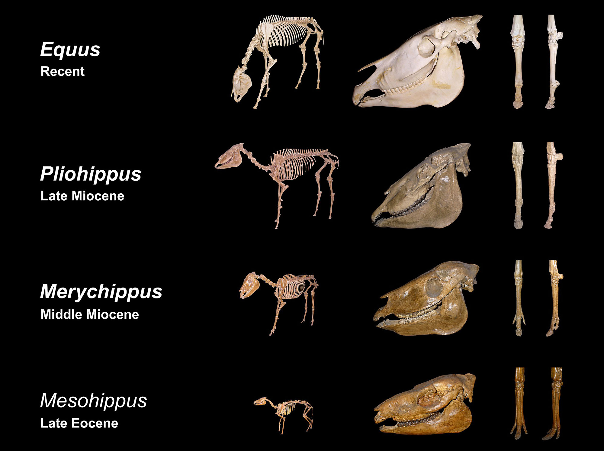 Twenty-two fossil teeth, popular mostly fossil horse