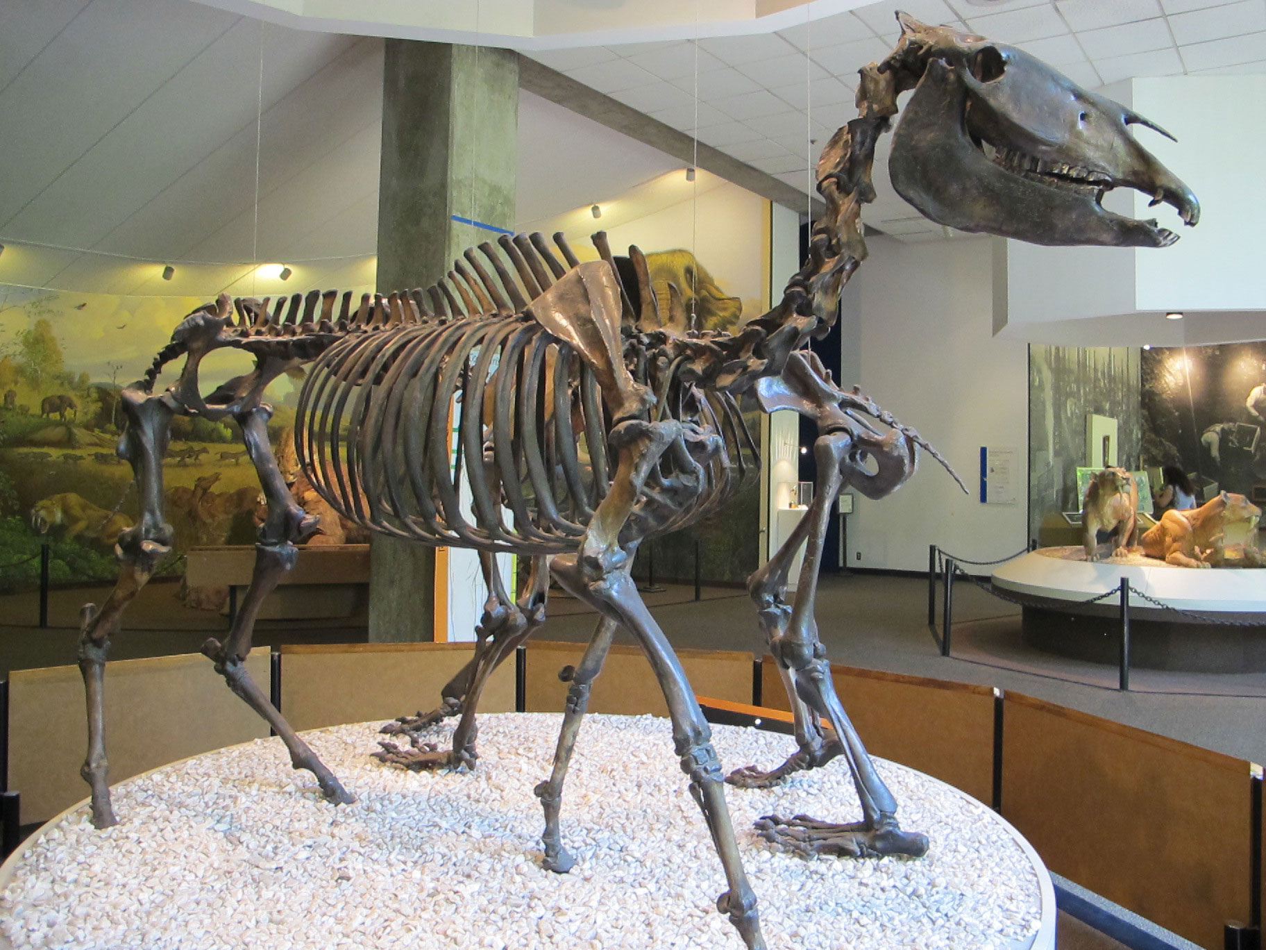 Photograph of the mounted skeleton of the ancient horse Equus occidentalis. The skeleton of this horse looks similar to the skeleton of a modern horse.