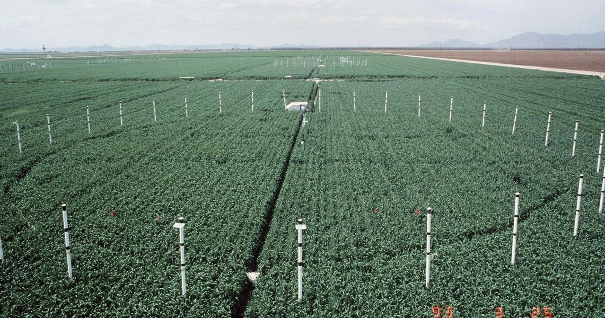 Photo of a field of crops with vertical poles that release carbon dioxide gas, for running experiments on plant growth
