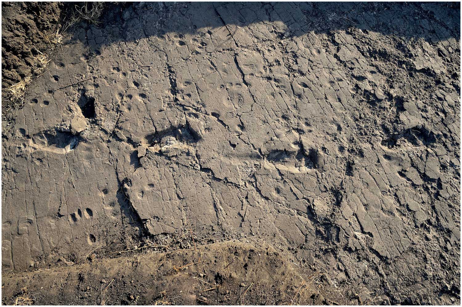 Photograph of ancient trackways of Australopithecus afrarensis from Tanzania. The photo shows one set footprints from a hominid walking in a straight line. Around the hominid footprints are depressions that might be smaller tracks.