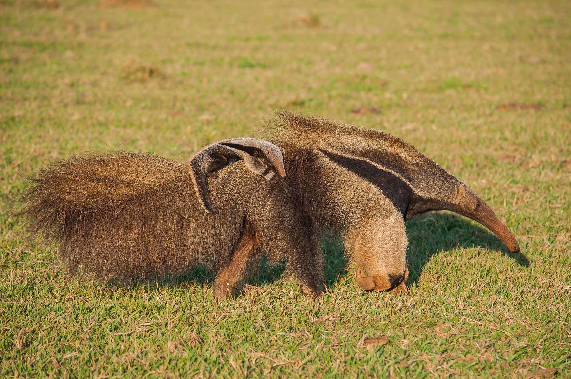 A photograph of giant anteater with its baby riding on its back. The photo shows an anteater walking over ground covered with short grass. The anteater is brown with a long snout and very bushy tail. Its baby is clinging to its back near its tail.