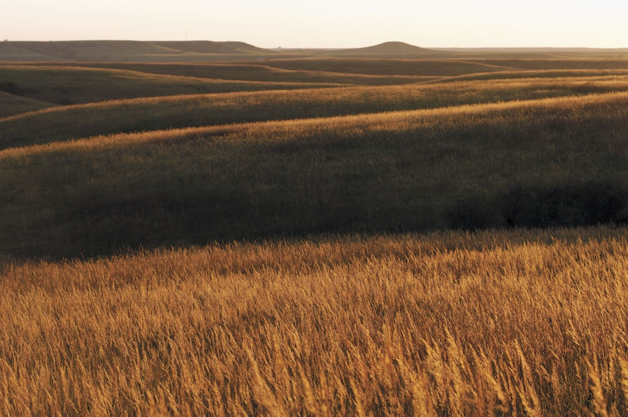 Photo of prairie grasses and low, rolling hills