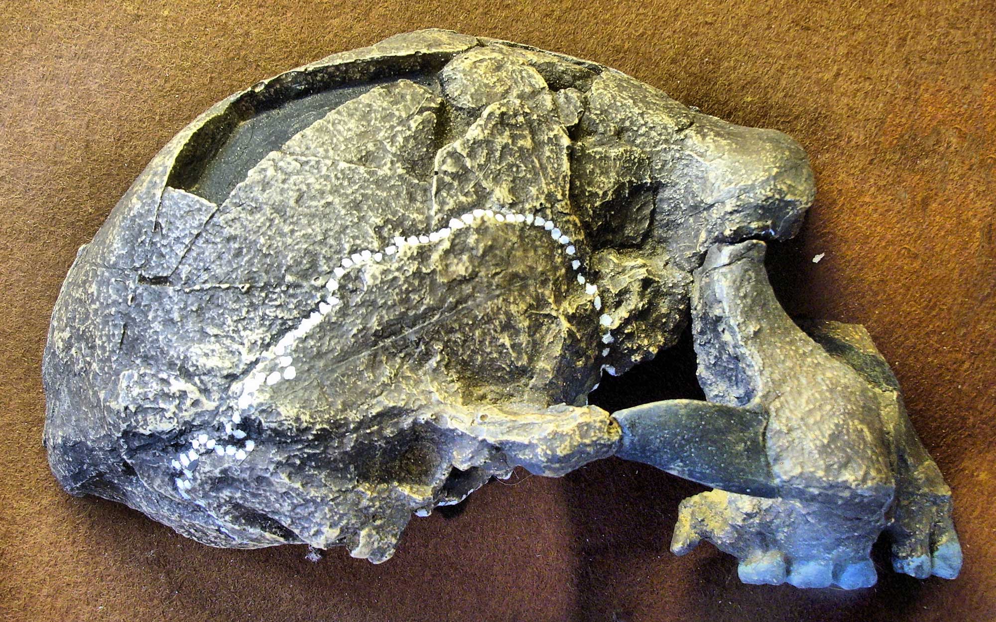 Photograph of a replica of a skull of Homo erectus from Java. The photo shows the skull from the side. In looks similar to the skull of a modern human, although the top of the head is lower. The bottom jaw of the skull is missing.