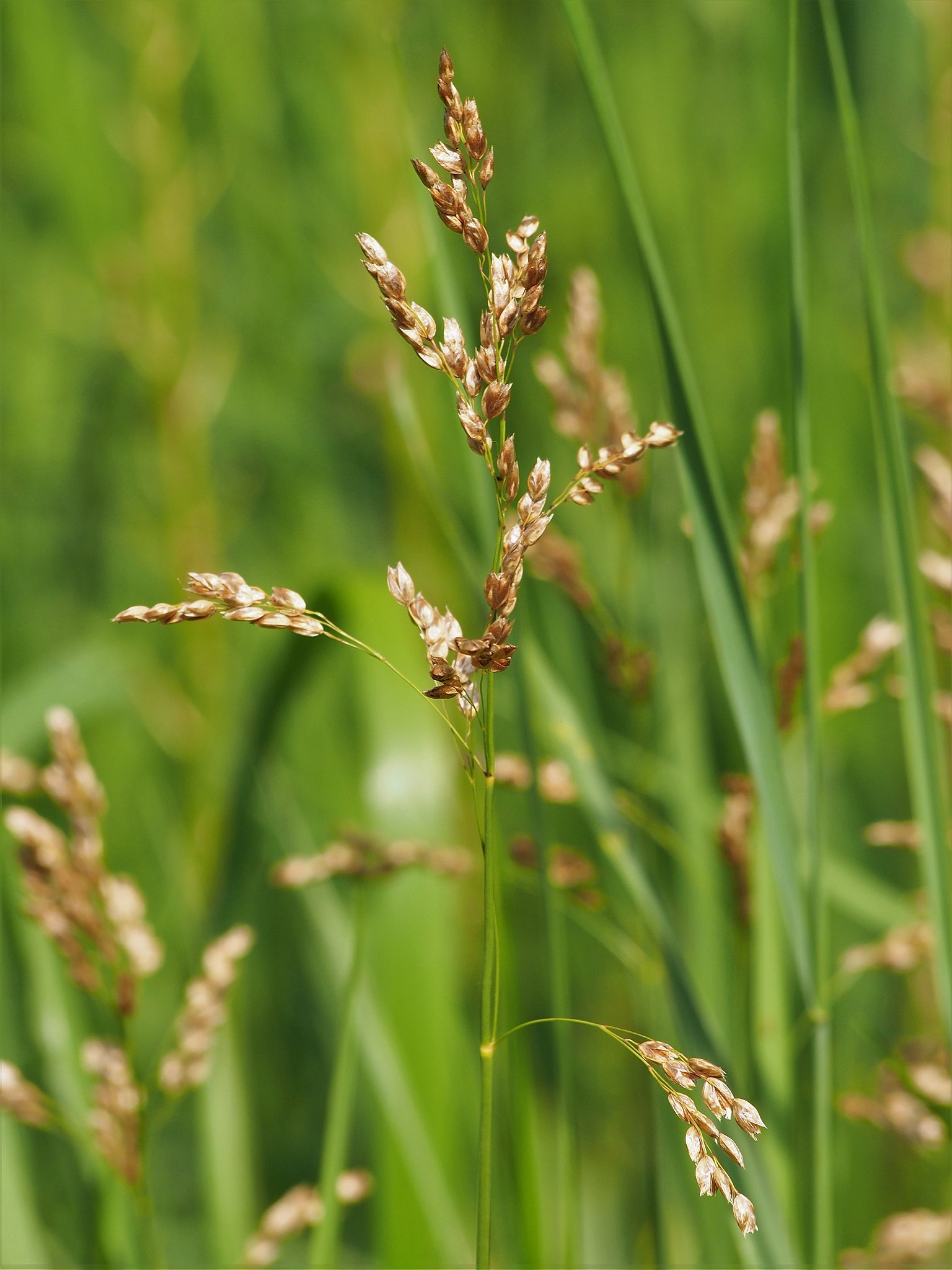 Photograph of an inflorscence of sweet grass. Its pleasant aroma makes it a common ornamental grass today.
