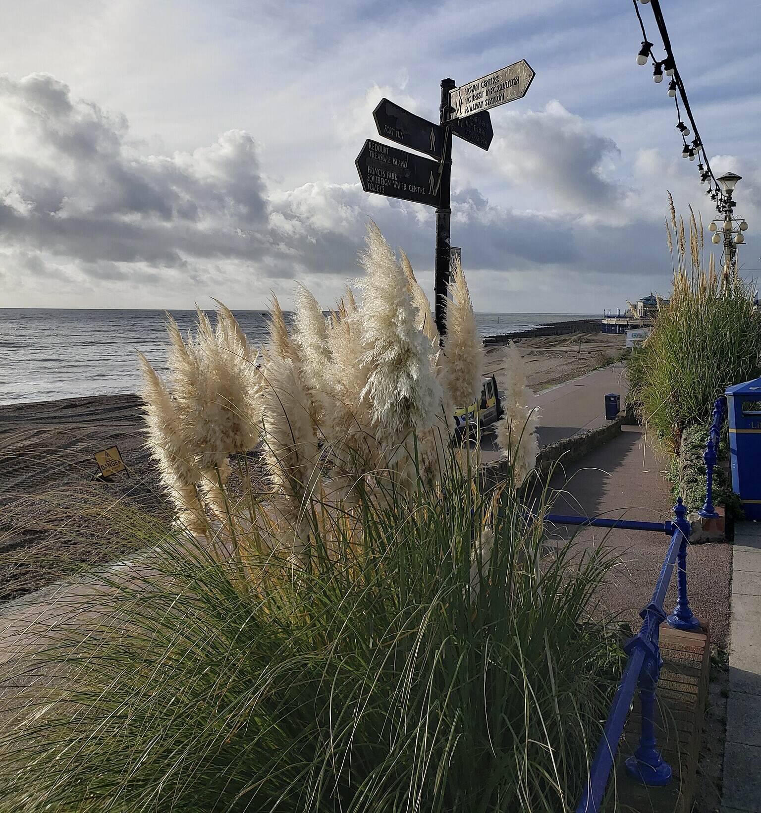 Photograph of a clump of pampas grass lining the beach sidewalk. The grass has large, white, plumelike inflorescences.
