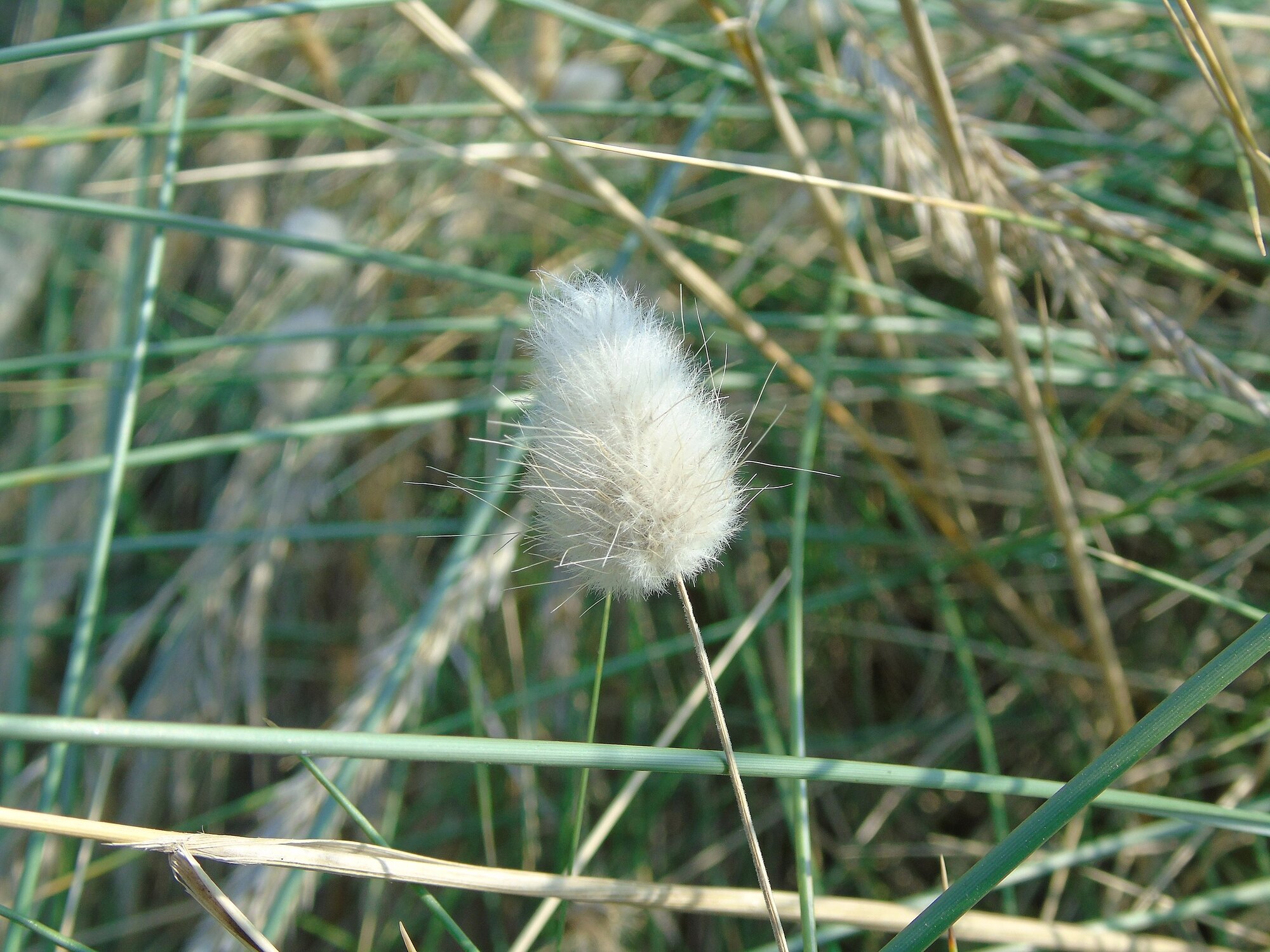 Photograph showing an inflorescence of bunny tails, which looks fluffy and white.