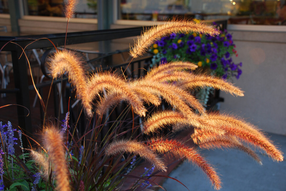 Photograph of red fountain grass, an ornamental grass, next to flowers on a window pot outside of a local business.