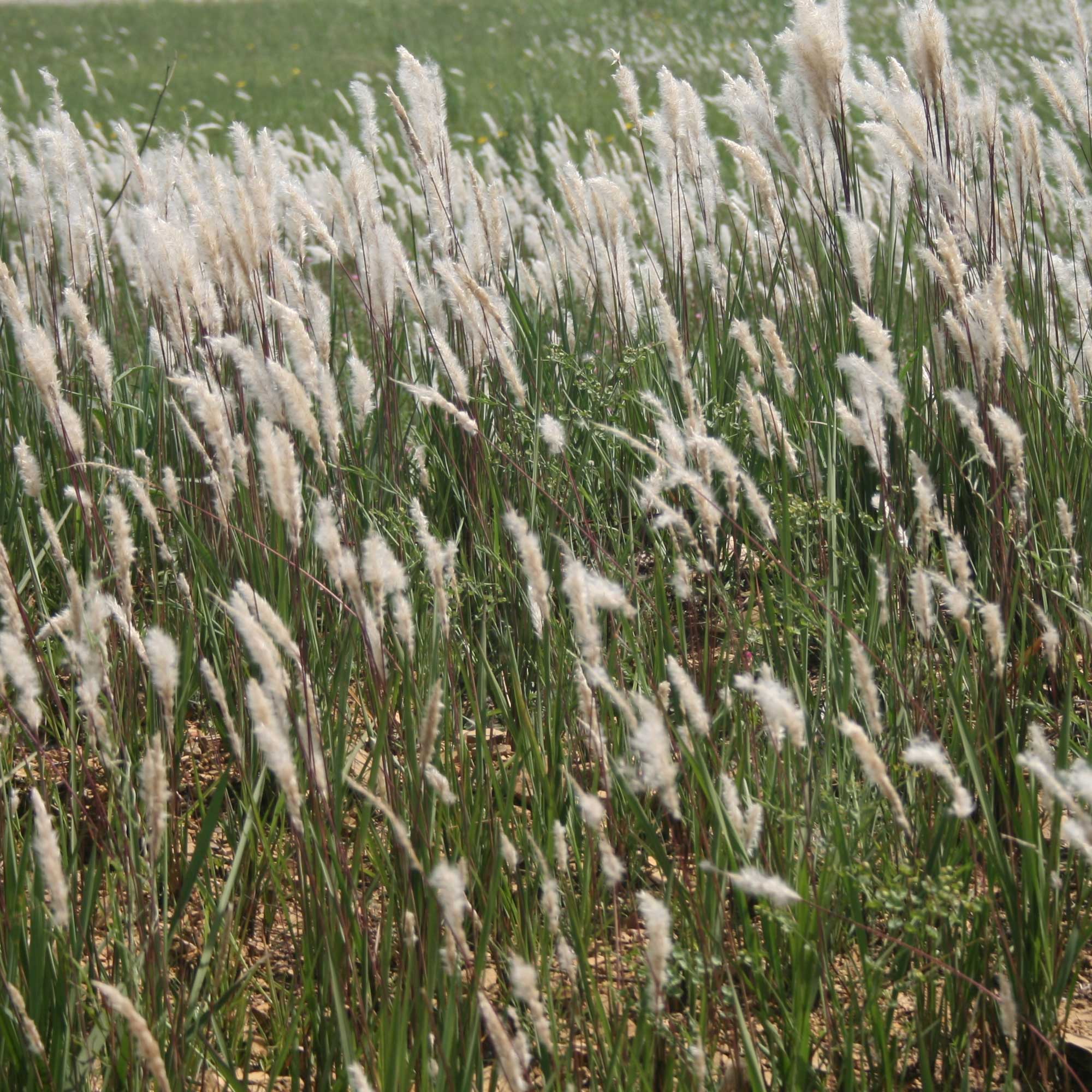 Photograph of cogongrass. The photo shows a large field of tall, green grasses with feathery while inflorescences.