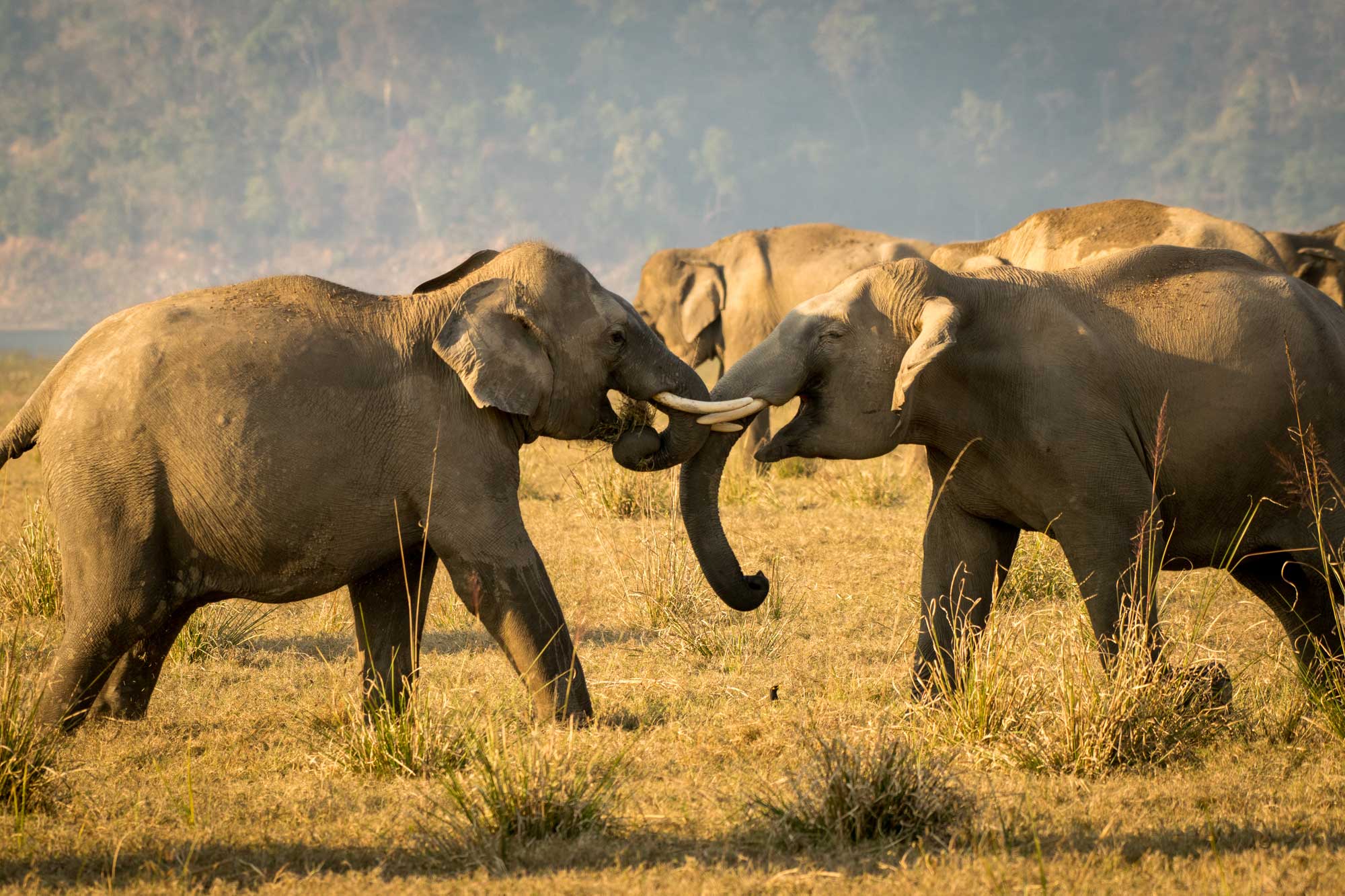 Photograph of Indian elephants at Dhikala grassland, Jim Corbett National Park, Uttarakhand, India. The photo shows two elephants with locked tusks in the foreground, with more elephants partially visible in the background. The elephants stand in a flat grassy landscape. Part of a vegetated hill can be seen rising in the background.