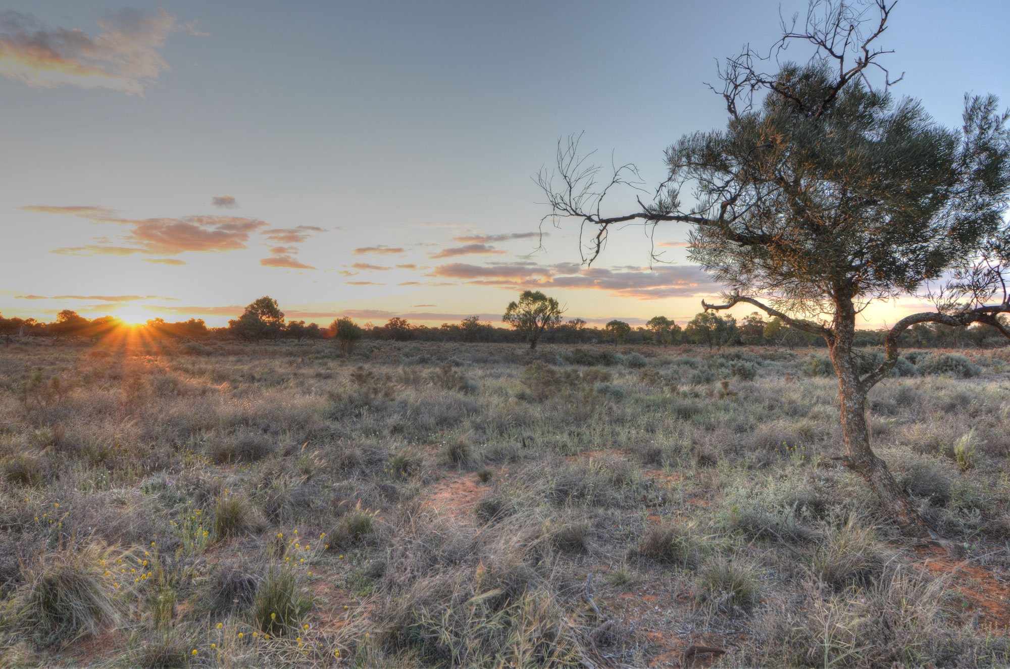Photograph of savanna near Lake Mungo, New South Wales, Australia. The photo show a dry grassland with scattered trees. One lone tree is in the foreground.