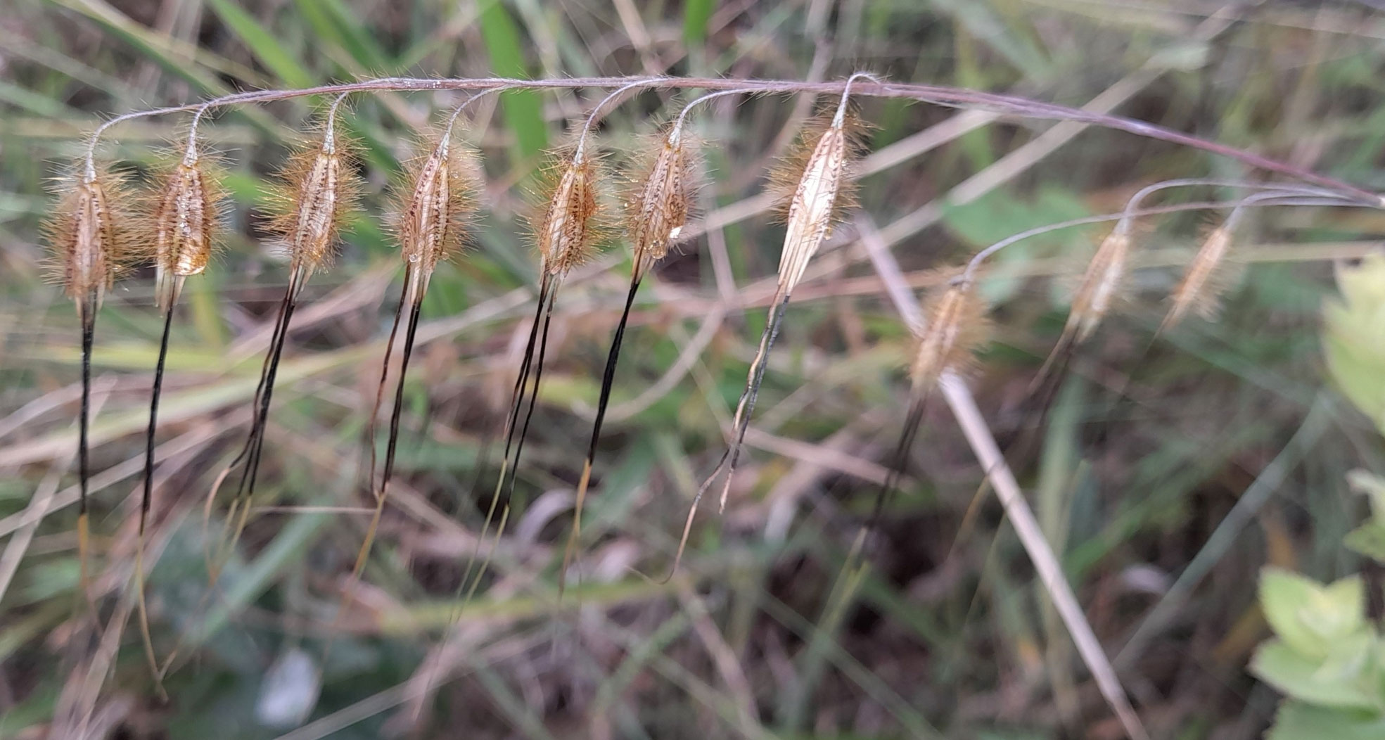 Photograph of the inflorescence of Loudetiopsis chrysothrix in Brazil. The photo shows a stem oriented horizontally across the image, bearing spikelets that are pointed toward the ground on one side. The spikelets are light brown with conspicuous hairs. The awns borne by the spikelets are long and black and light-colored tips.