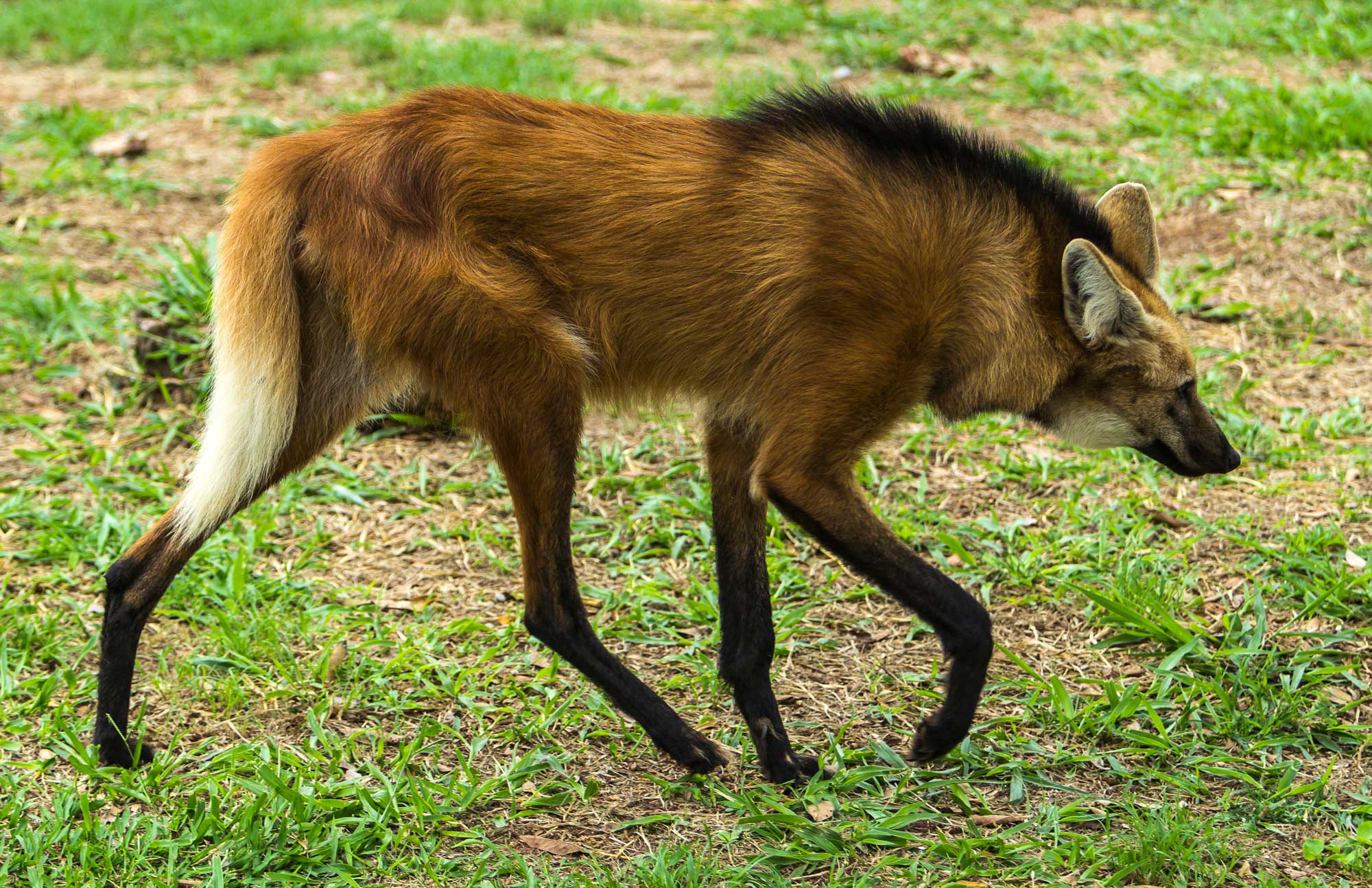 Photograph of a maned wolf walking on ground covered with short grass. The photo shows a brown, dog-like creature with long legs that are colored black in their lower halves. The animal has a medium-length tail, a dog-like head, and a line of black fur in the center of its back extending from its neck to just beyond its shoulder blades.