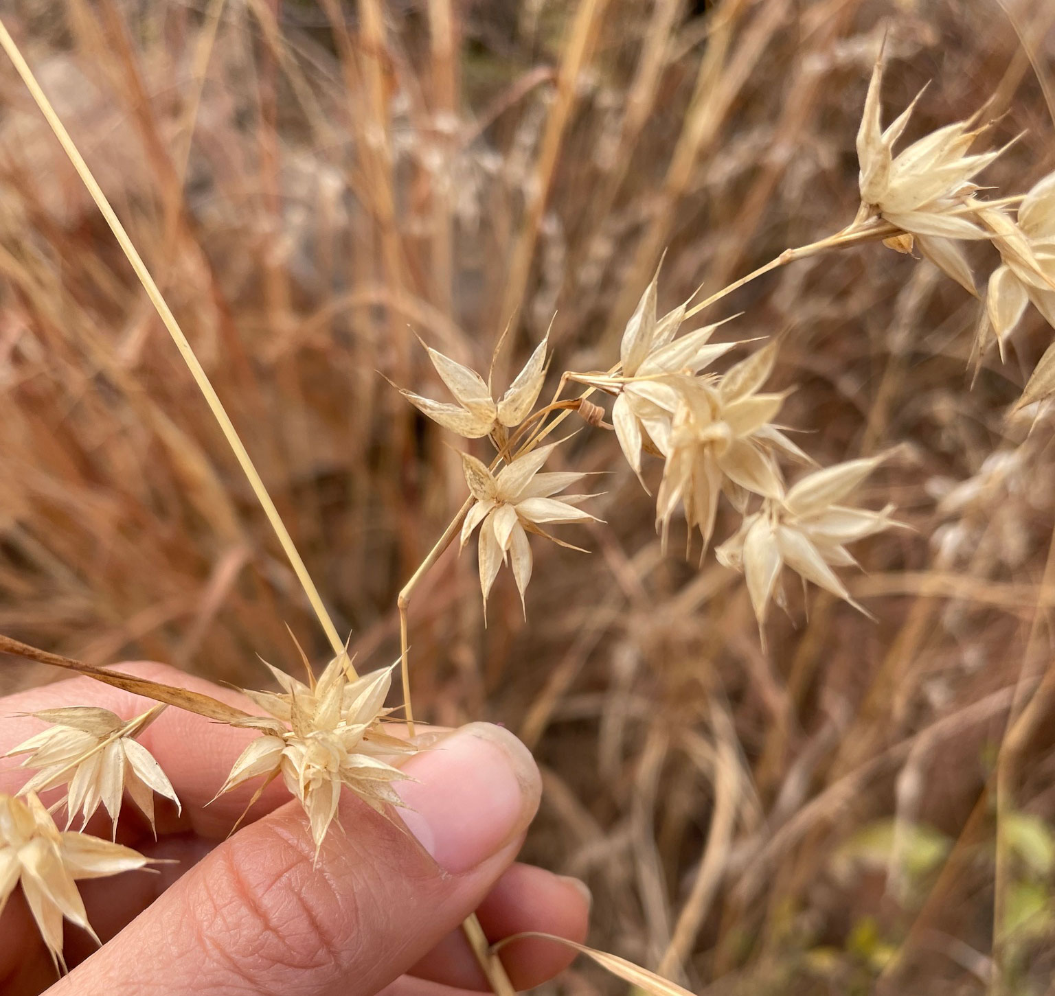 Photograph showing detail of Mauritian grass inflorescences. The photo shows a person's thumb and forefinger holding a dried grass. The inflorescences are short with dried bracts, each bearing a short awn.