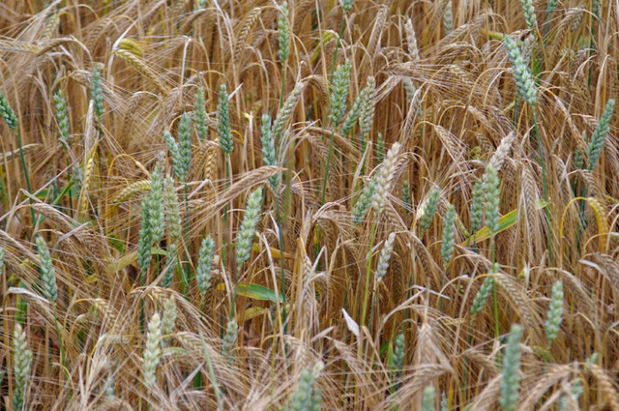 Field with barley and wheat growing together