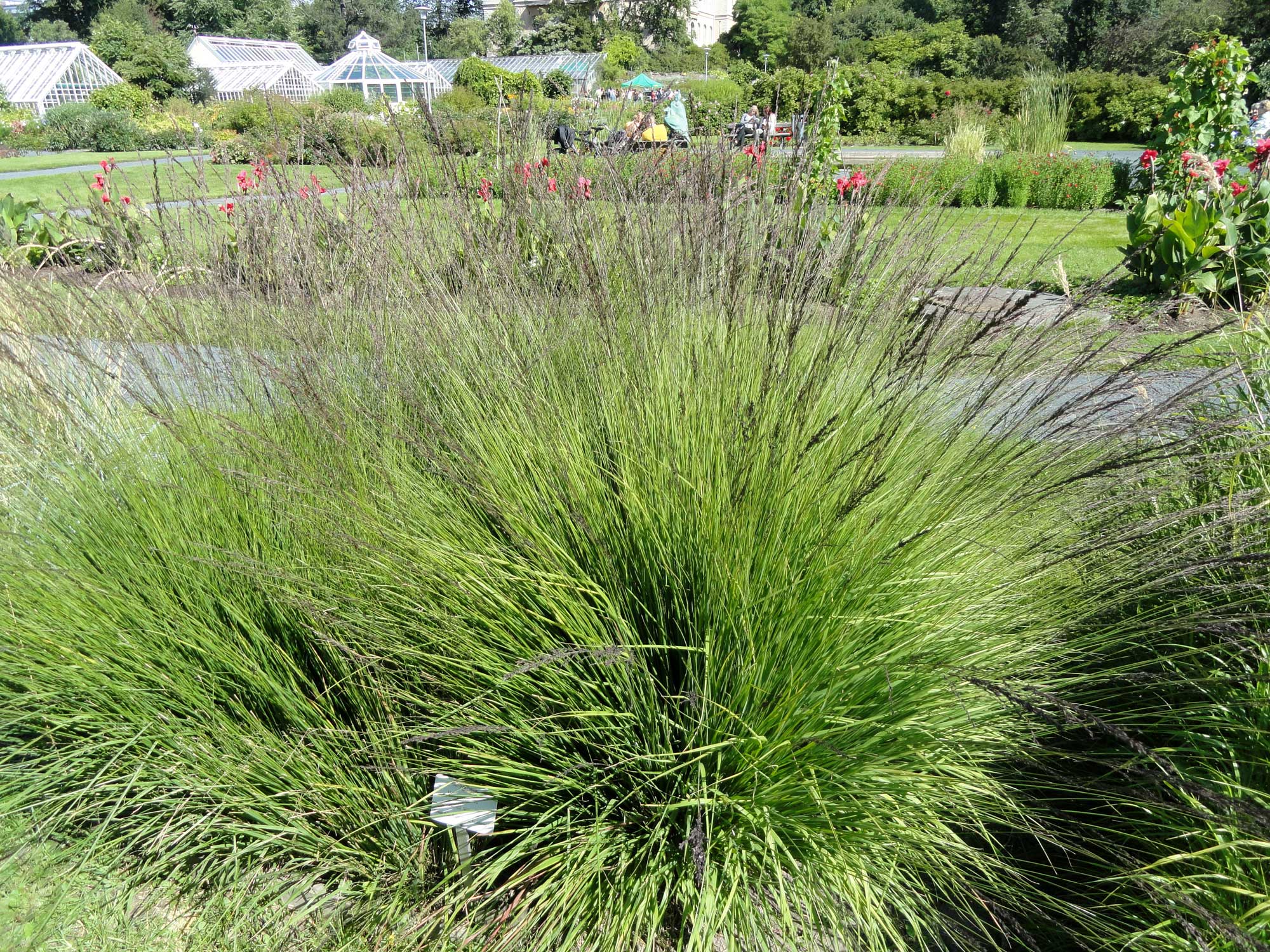 Photograph of purple moor grass growing a botanical garden. The photo shows two groups of long grasses and inflorescences. The inflorescences appear purpulish.