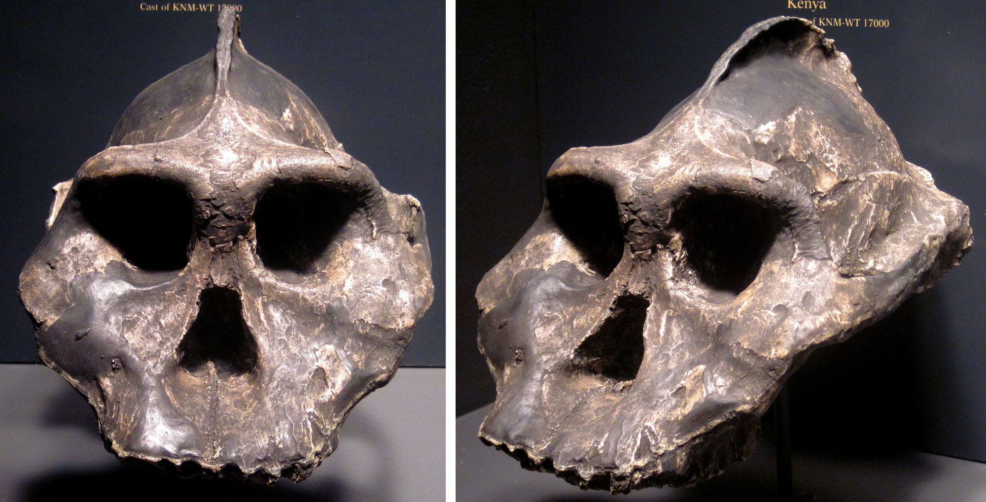 2-panel image showing photographs of a replica skull of Paranthropus aethiopicus from Kenya. Left image: Skull shown from the front. The skull is broad with a tall sagittal crest. Right: Same skull shown from an oblique angle.