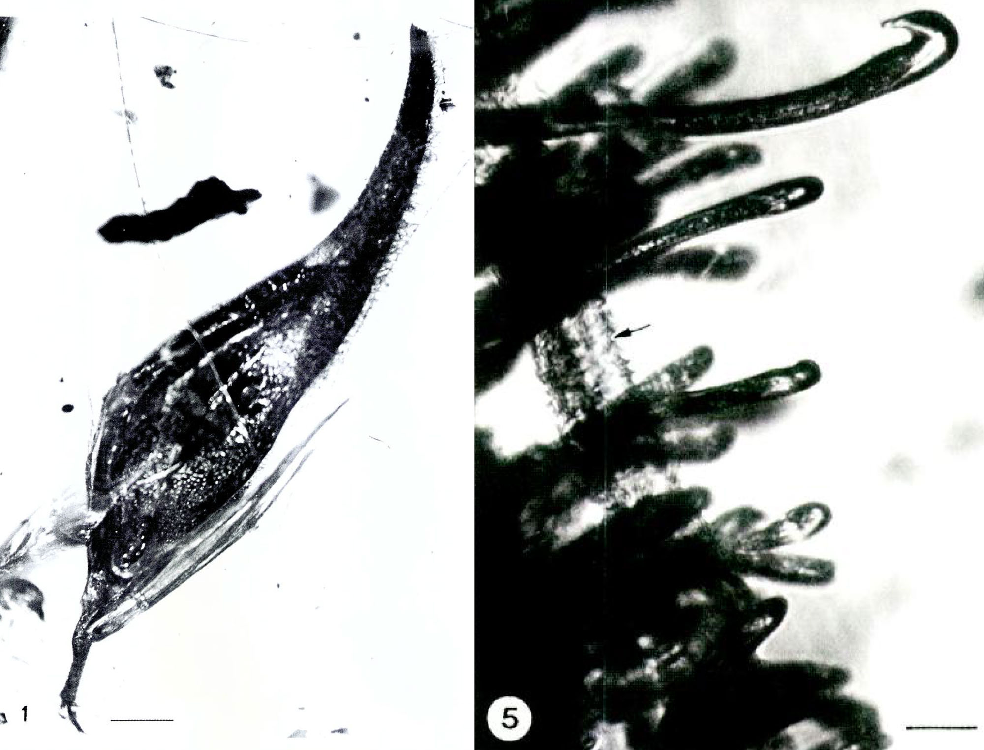 2-panel image showing black and white photos of a spikelet of stalkgrass preserved in Miocene Dominican amber. Left panel: Photograph of the entire spikelet, which is roughly triangular in shape. Right panel: Detail of the hairs covering the outside of the spikelet. The hairs have hooked ends.