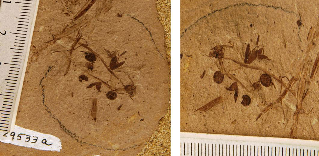 Two-panel image showing part and counterpart of a fossil grass from the Eocene to Oligocene Beaverhead Basins of Montana. The photo shows two views of a fossil preserved on a light brown rock. The fossil seems to consist of poorly preserved linear leaves adn some spikelets.
