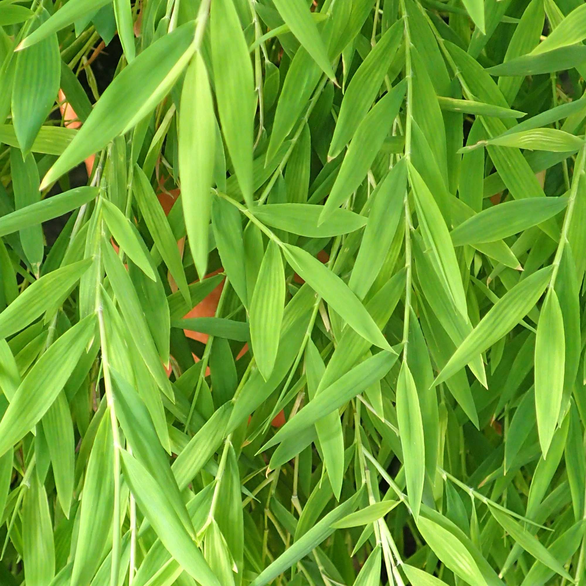 Photograph showing close-up of bright green baby bamboo grass plants.