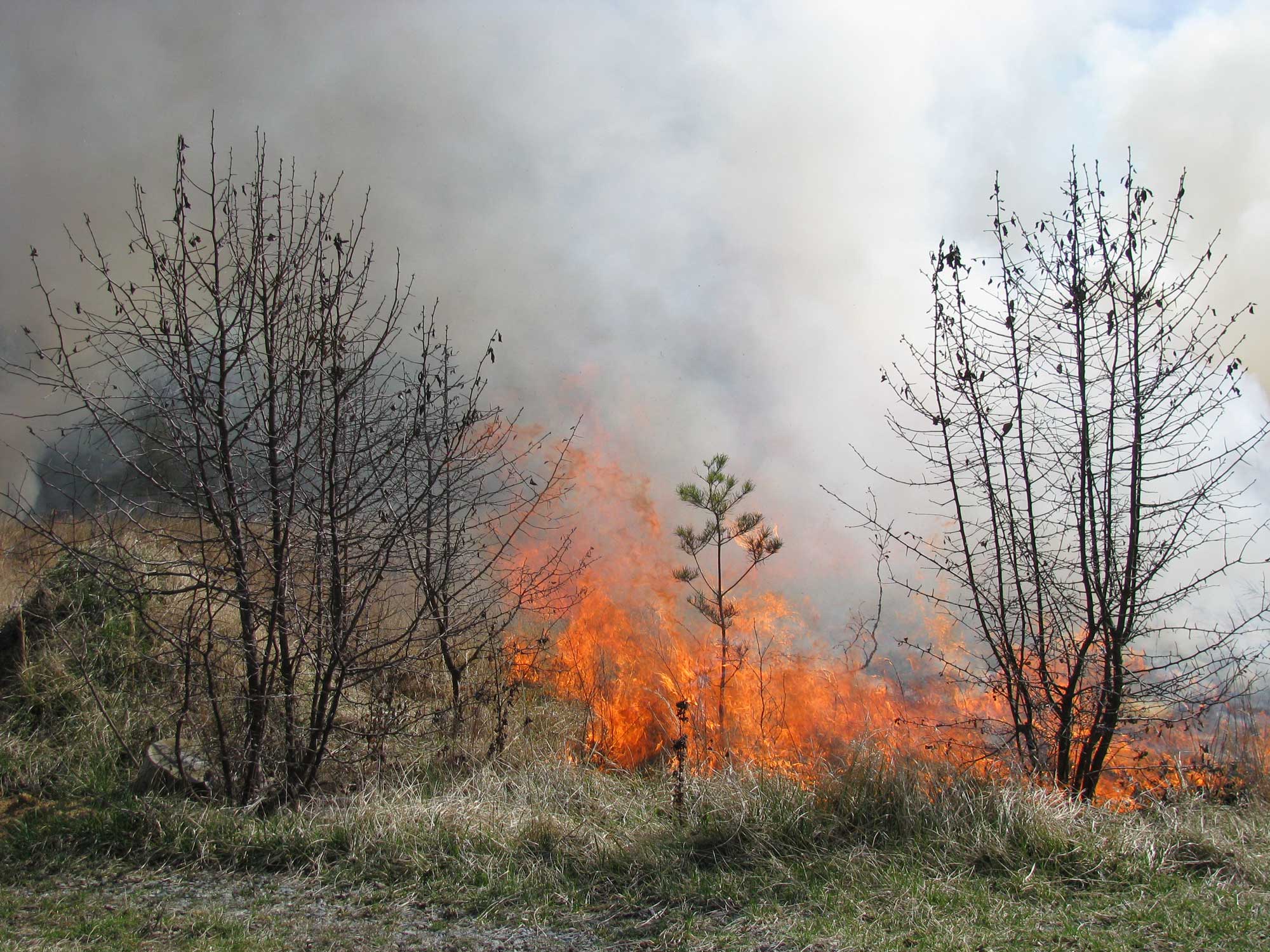 Photograph of a prescribed burn at Patuxent Research Refuge, Maryland, U.S.A. The photo shows fire consuming grass, with a small pine tree and some small leafless trees or shrubs in the foreground.