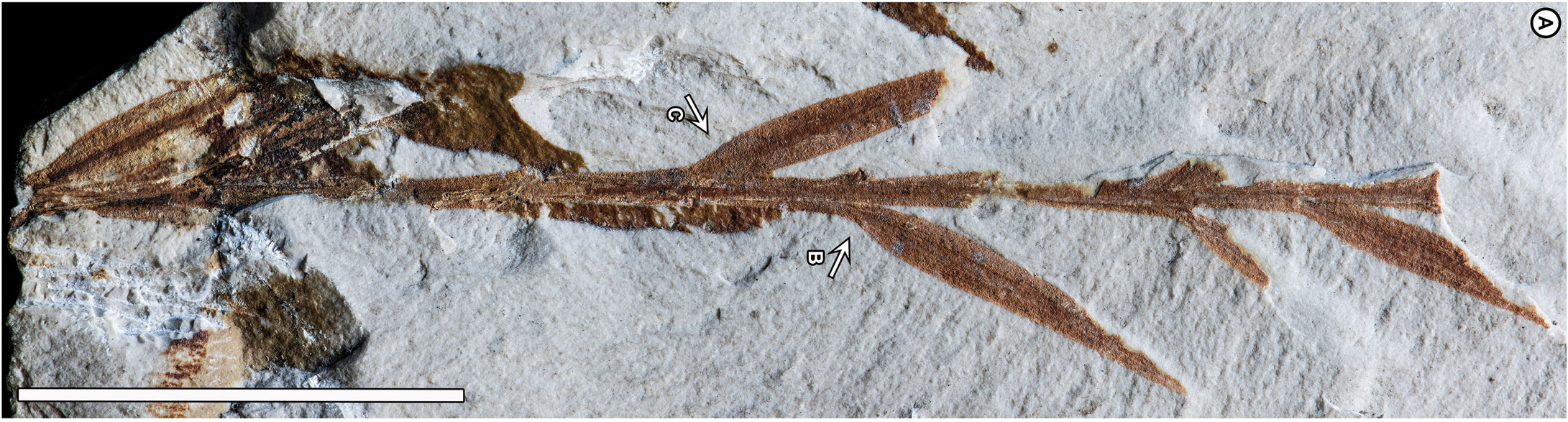 Photograph of a fossil from the Eocene of Patagonia, Argentina. This fossil was formerly thought to be a grass, but is now thought to be a conifer. The photo shows a brown branch with alternate linear leaves preserved on a white rock.