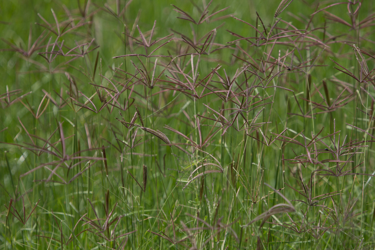 Photograph of Rhodes grass growing in Tanzania. The photo shows the inflorescences of multiple Rhodes grass plants. Each inflorescence consists of multiple branches radiating from a single point.