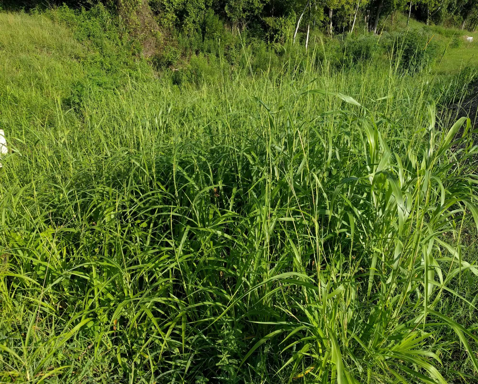 Photograph of a thick clump of itchgrass growing in Lake Charles, Louisiana. The photo shows tall, green grass in the foreground, with other vegetation in the background.