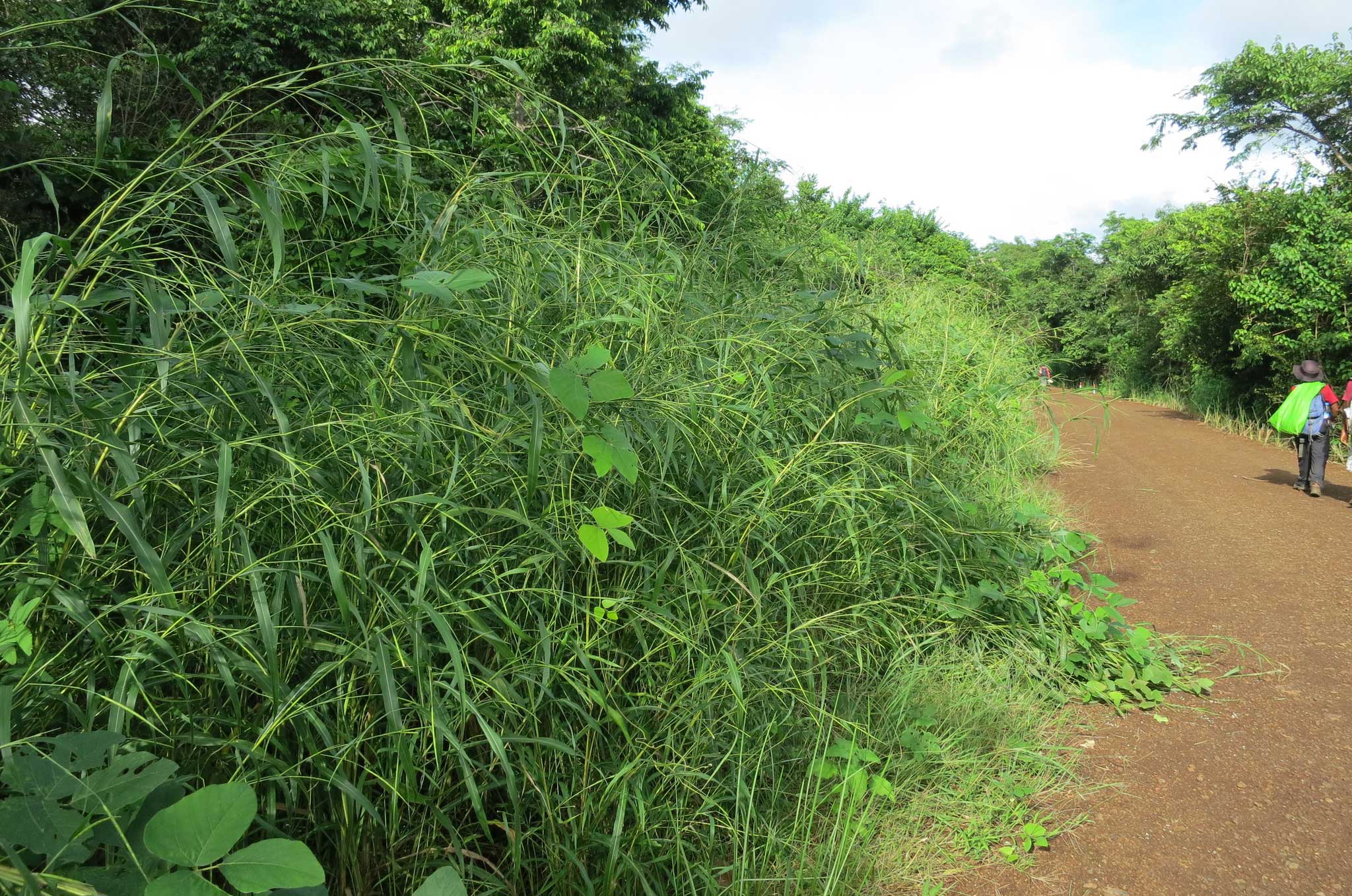 Photograph of itchgrass growing on the left side of a dirt road in Madagascar.  The itchgrass is growing in a thick clump with stems arching toward the road.