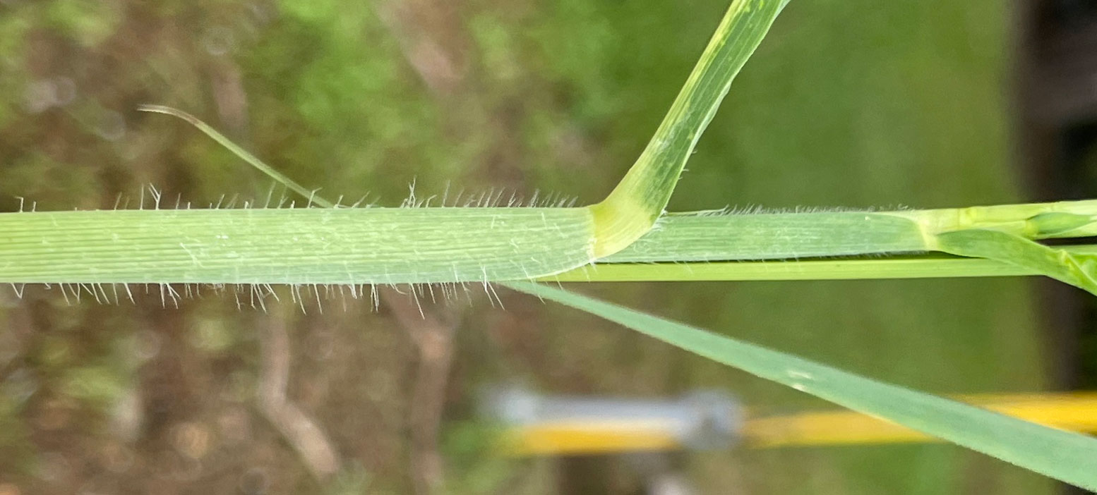 Photograph showing a detail the leaf sheaths of an itchgrass plant. The sheaths have conspicuous white hairs.