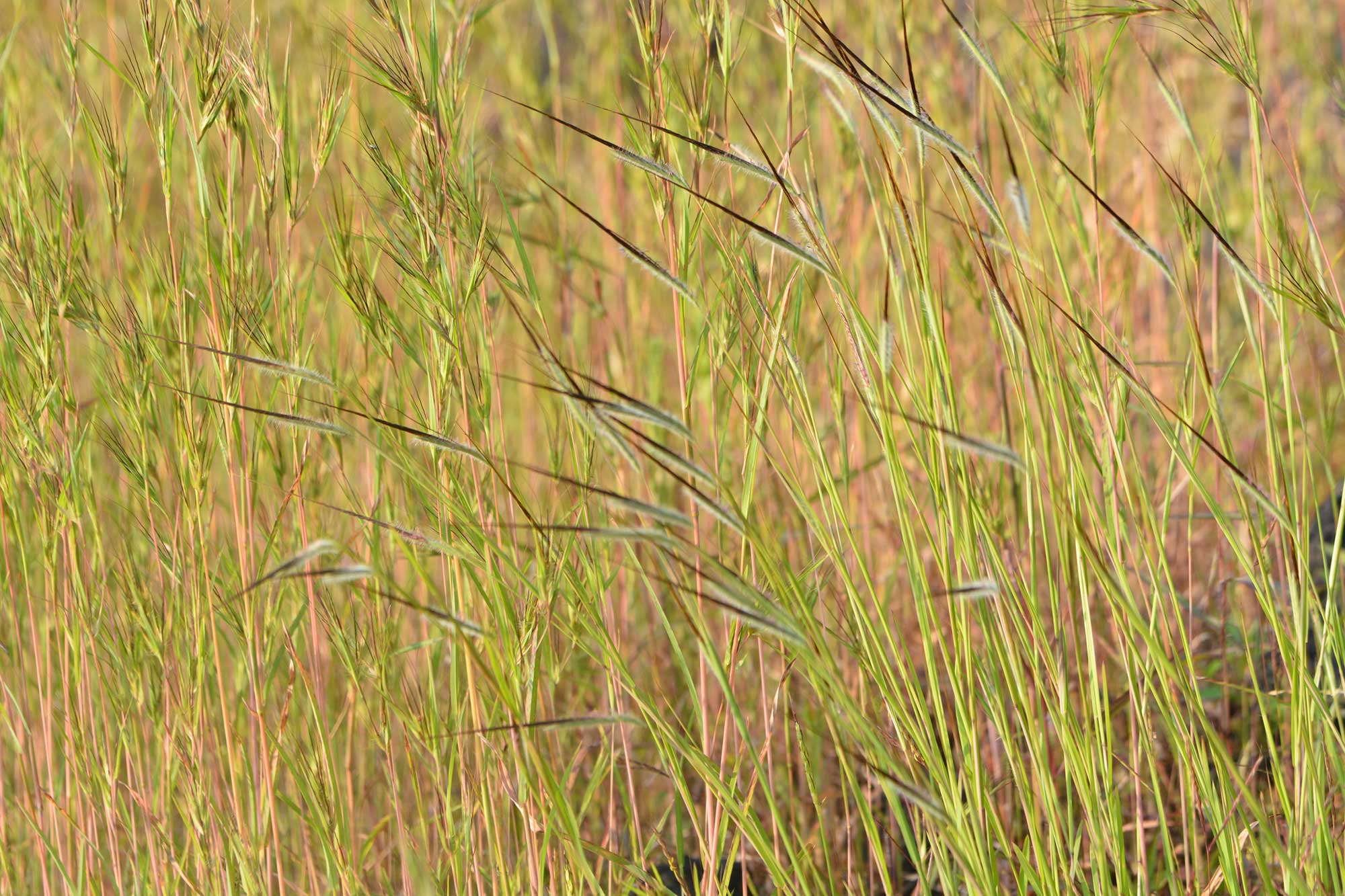 Photograph of tanglehead growing in Maharashtra, India. The photo shows grasses with black, pointed inflorescence angled up and to the side.