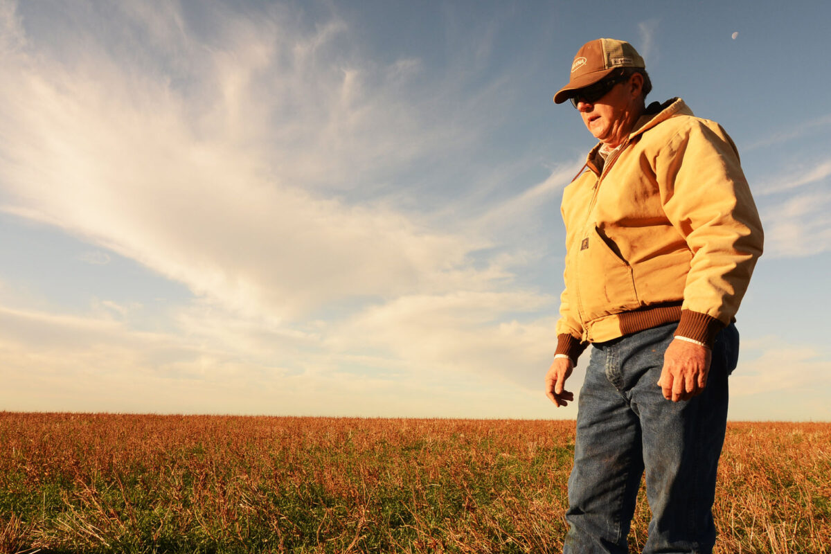 Photo of a farmer looking at his wheat field
