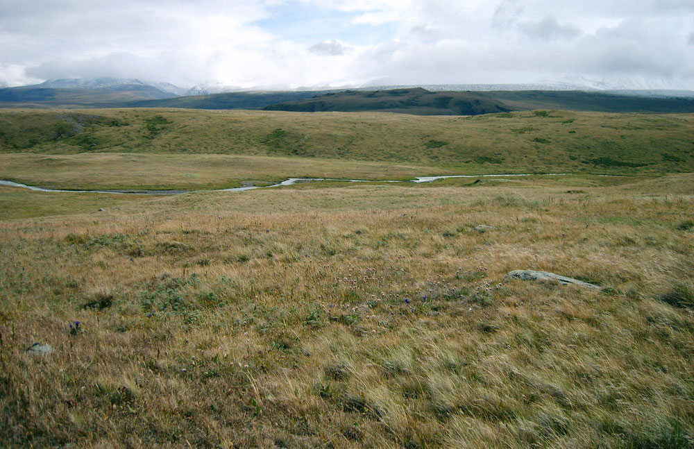 Photograph of the Ukok Plateau in Siberia, Russia. The photo shows a grassland covering rolling hills with a river running through it. Mountains rise in the distant background.