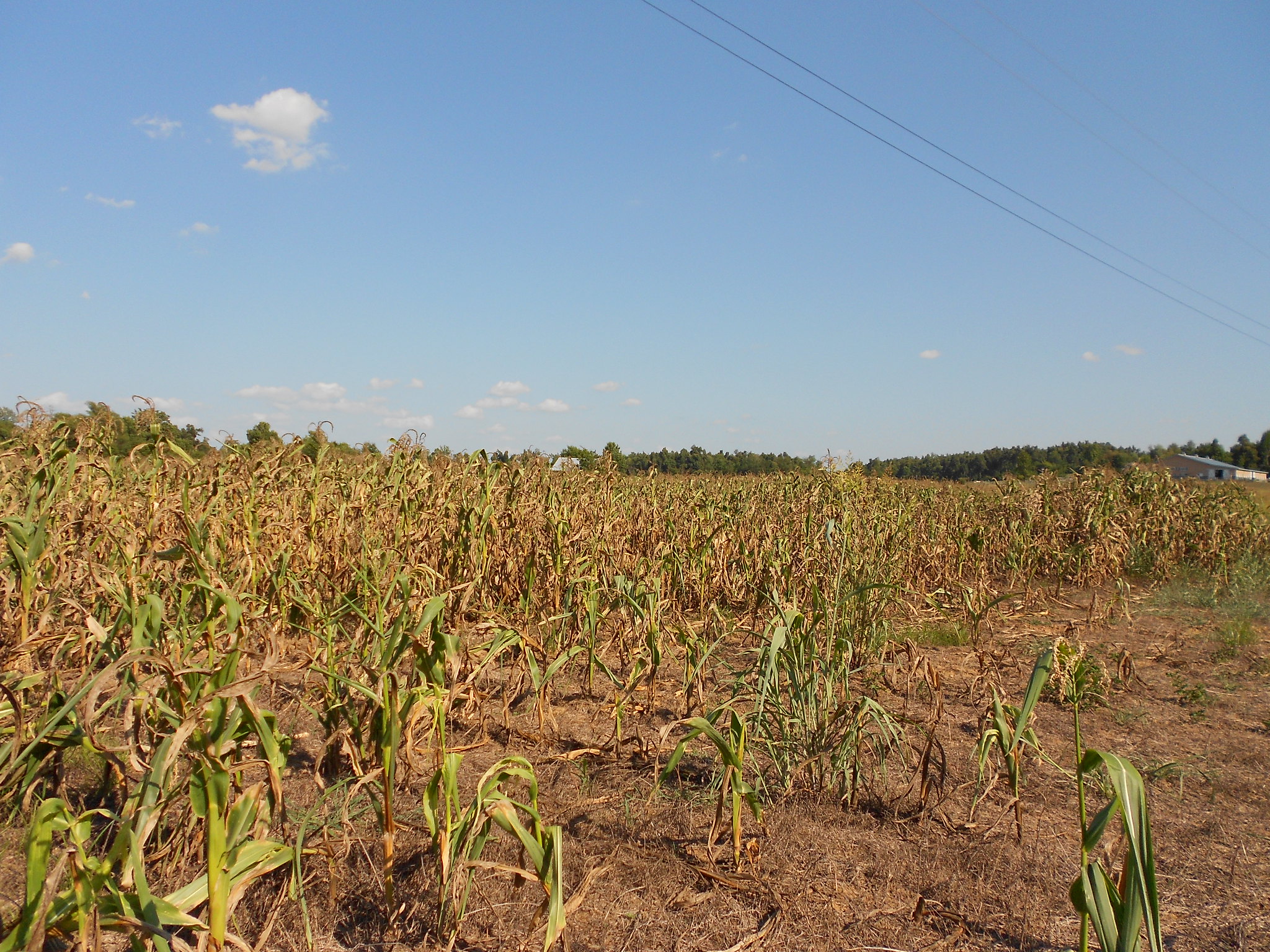 A corn field with corn plants appearing wilted