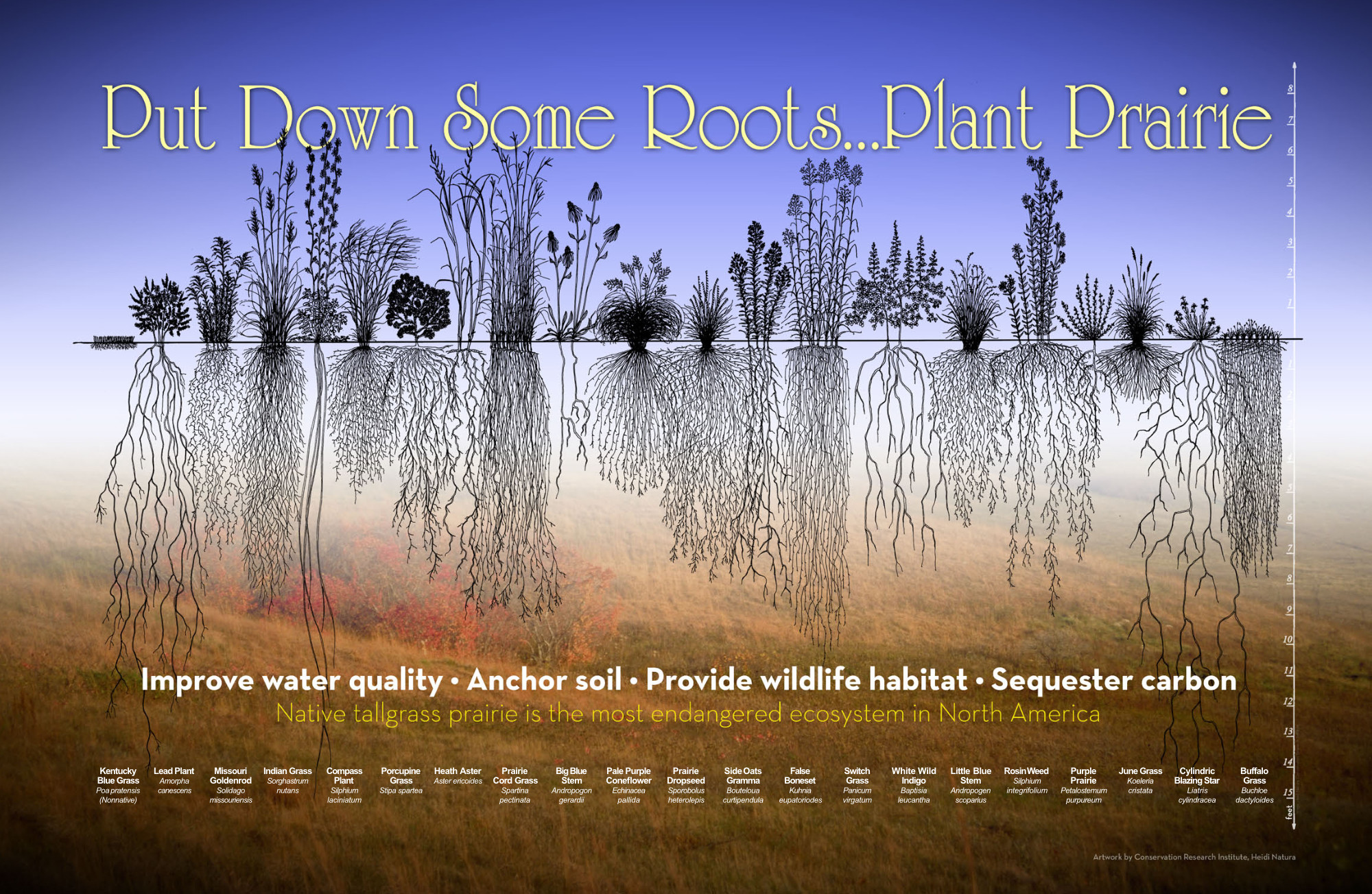 Diagram of tallgrass prairie plants native to North America, showing the depth of their roots.