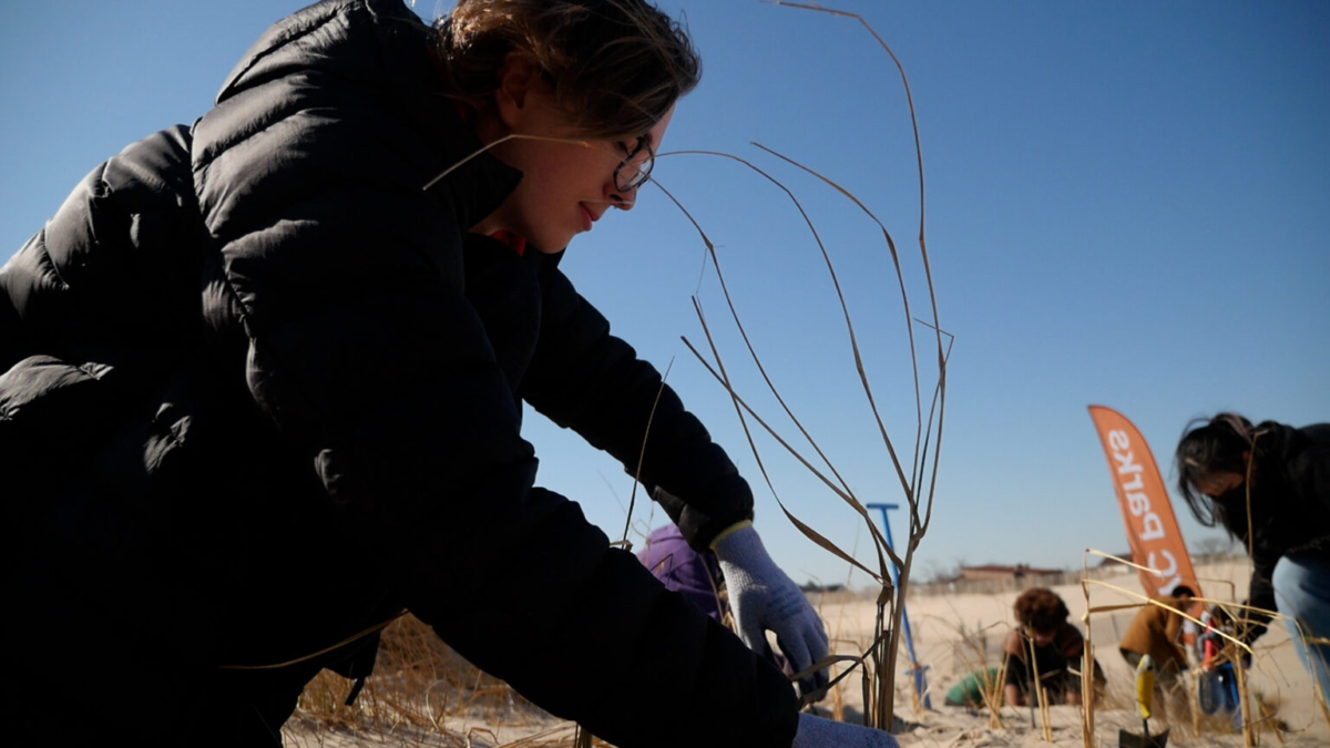 Students helped plant hundreds of American beach grass stalks at Coney Island Creek Park to help stabilize dunes.