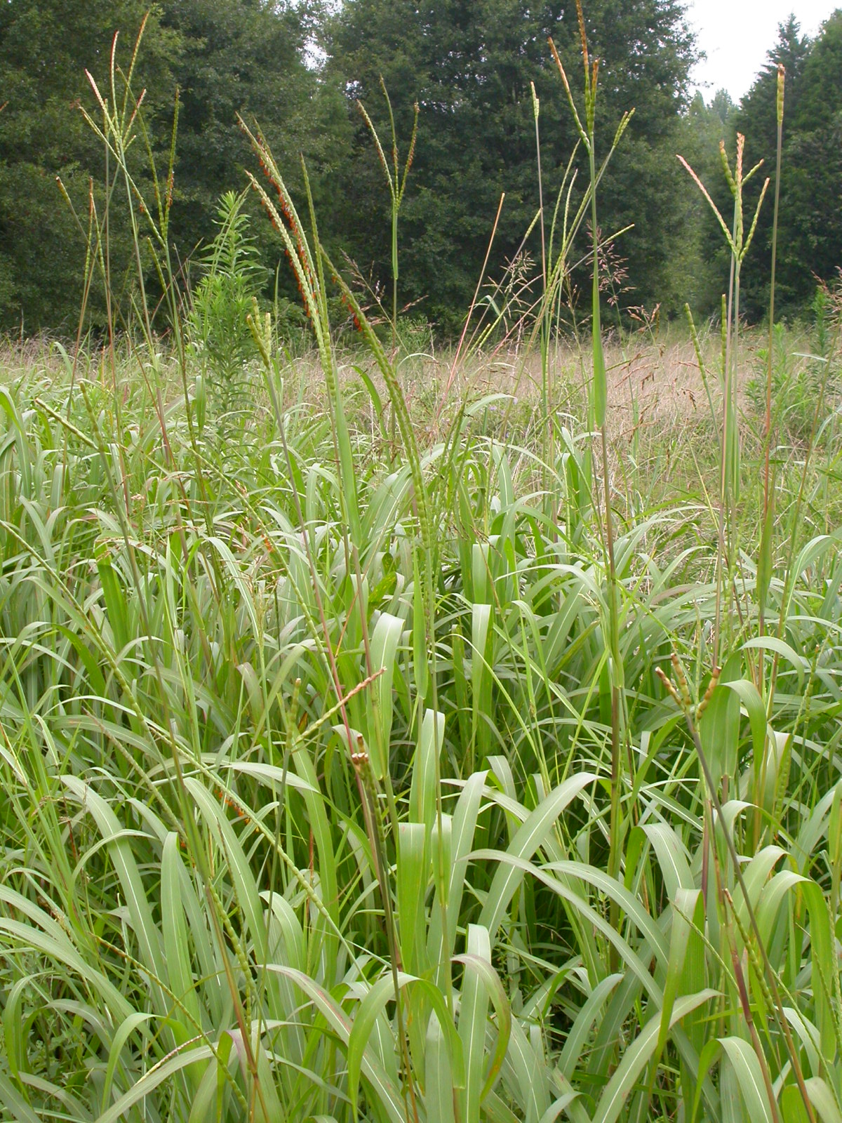 Photograph of eastern gamagrass growing in a field. The photograph shows grasses with tall, branching inflorescences.