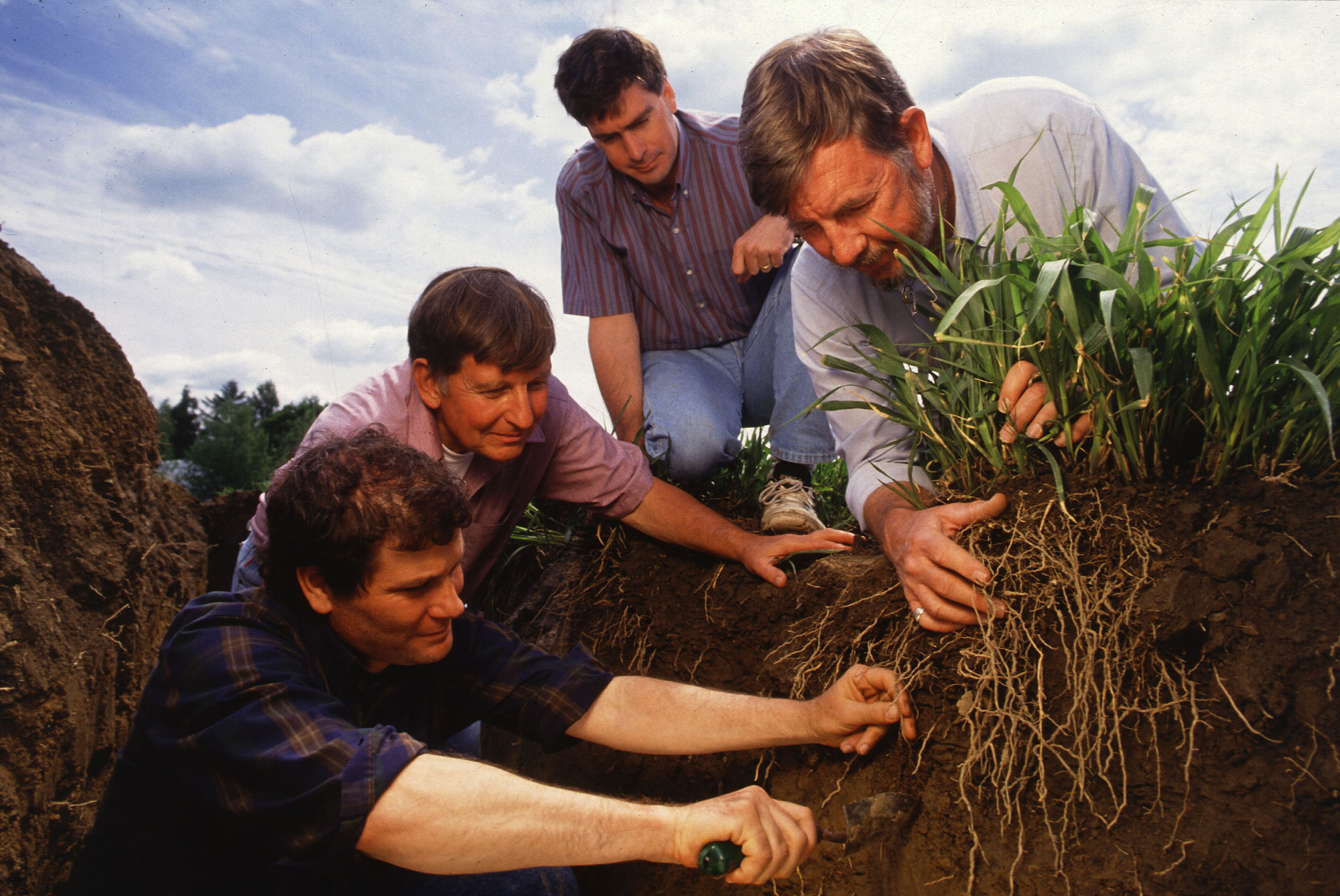 Photograph of four men excavating the roots of eastern gamagrass. The photo shows two men in a trench and two men on the surface of the ground. The trench has been excavated to expose the roots of grass growing in the soil. All of the men appear to be looking at the roots.