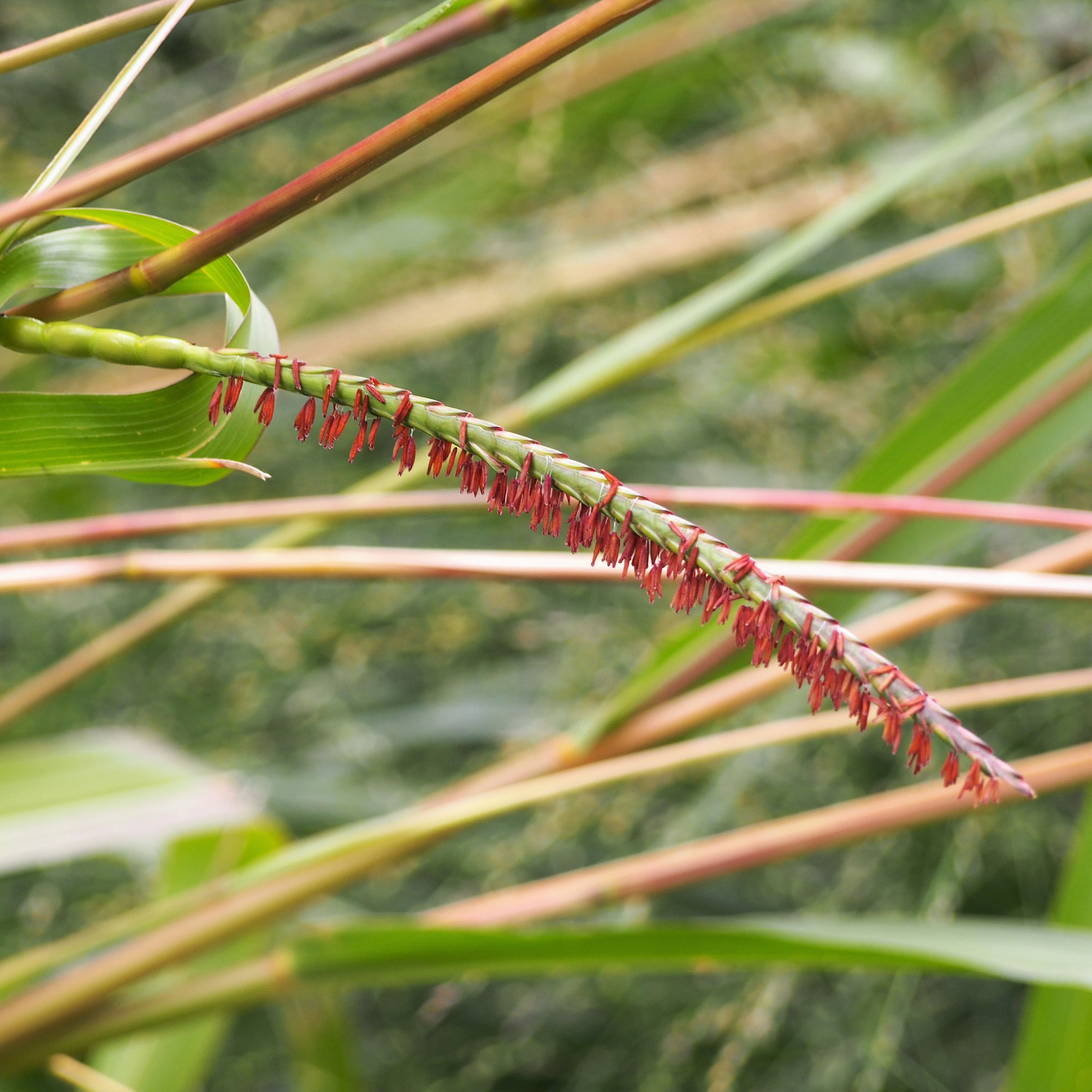 Photograph of an arcing eastern gamagrass inflorescence.