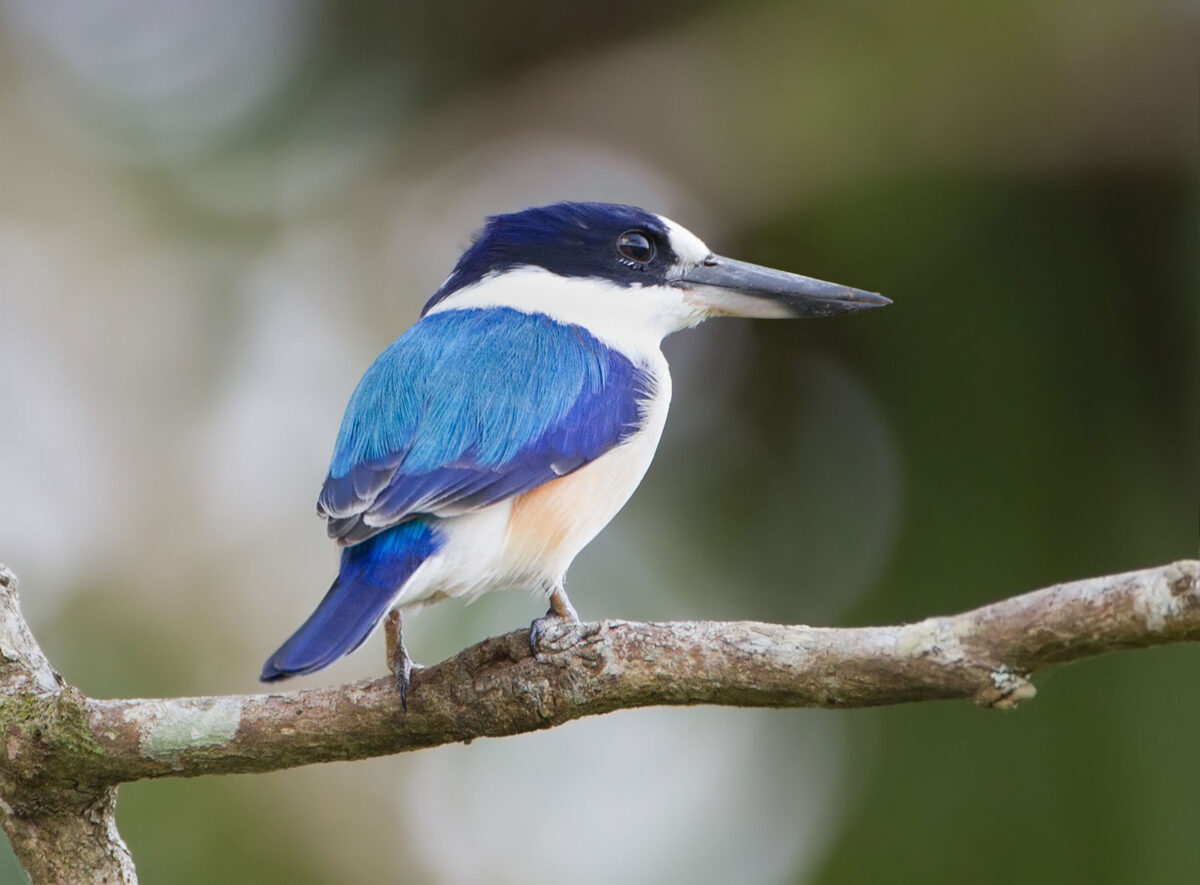 Photograph of a forest kingfisher (Todiramphus macleayii) in Daintree Village, Queensland, Australia. The photo shows a bird with blue back, blue tail, a white belly, a dark blue cap, and a black and white beak sitting on a small branch.