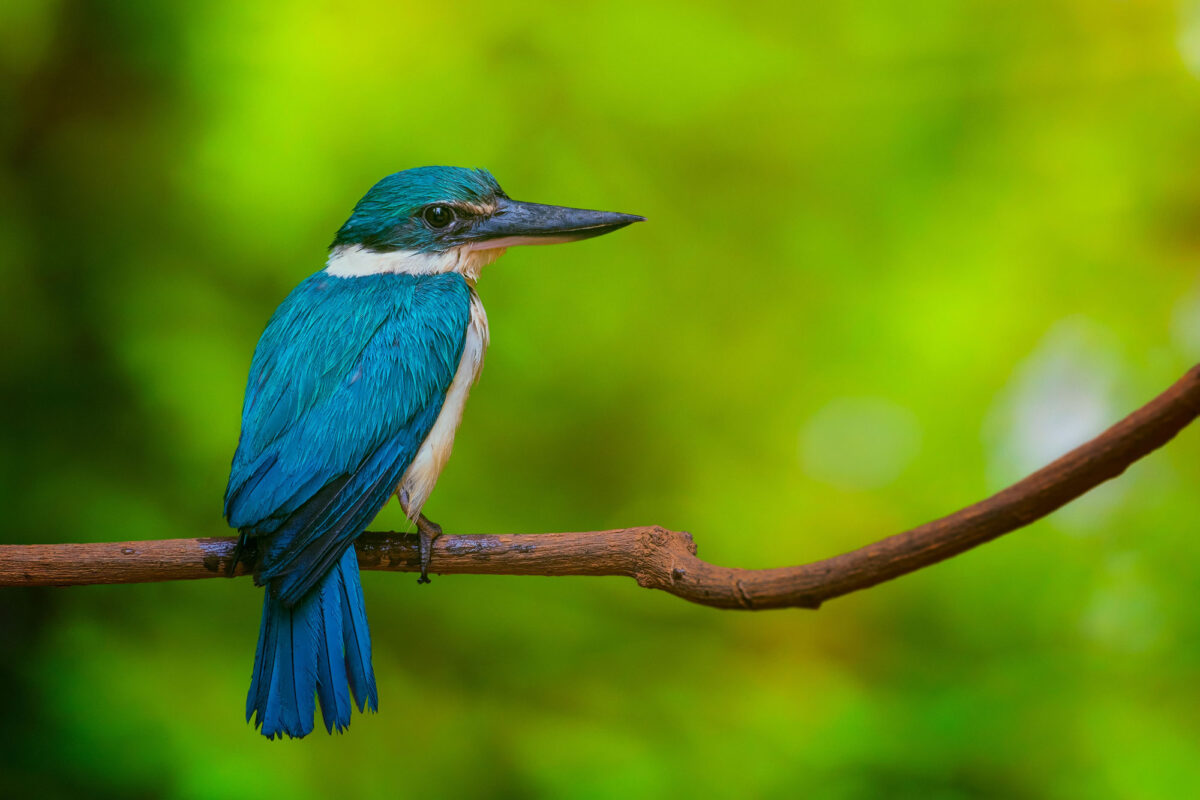 Photograph of a white-collared kingfisher (Todiramphus chloris) sitting on a branch in the Philippines. The photo shows a bright blue bird with a white stripe around its neck and a black and light orange bill. The bird is perched on a small branch.