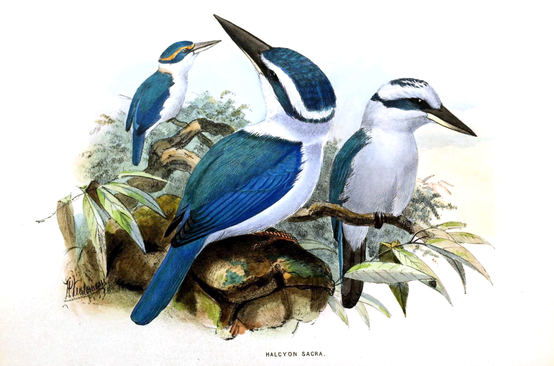 A color illustration of three white-collared kingfishers sitting on the branches of a tree. The illustration shows two blue and white birds in the foreground and one blue and white bird in the background. All three birds have a blue back, wings, and tail, a white chest and chin, a white band around their necks, and black beaks. The vary in the color of the tops of their heads. One has a blue cap with an orange stripe, one has a blue cap with a white stripe, and one has a mostly white head with a blue stripe and a blue patch on the top of its head.