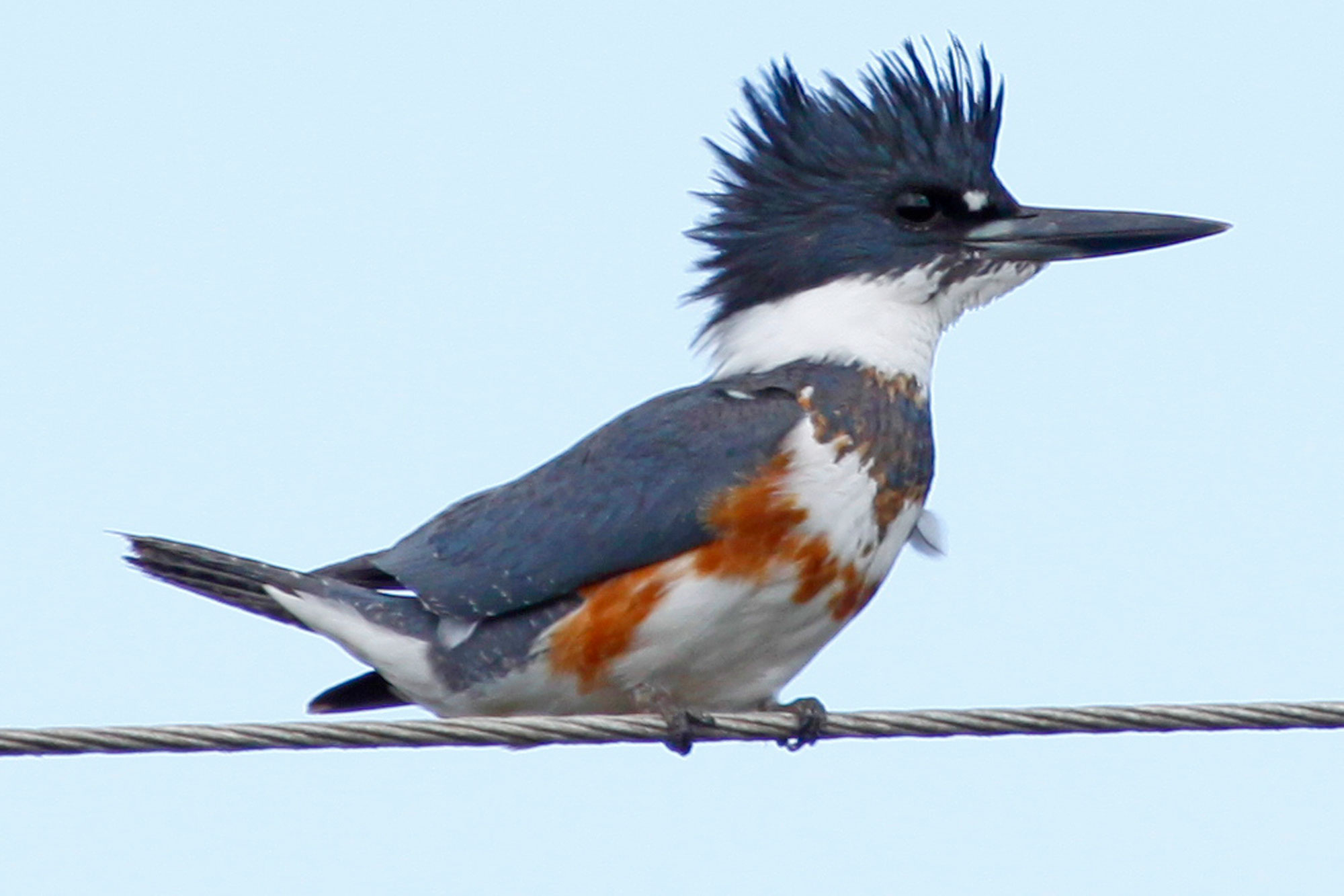 Photograph of a belted kingfisher perched on a metal wire. The kingfisher is blue, orange, and white with a relatively large head, a short tail, and a large black beak. Its head is mostly blue with a white chin and neck. The feather on the top of its head stick up wildly.