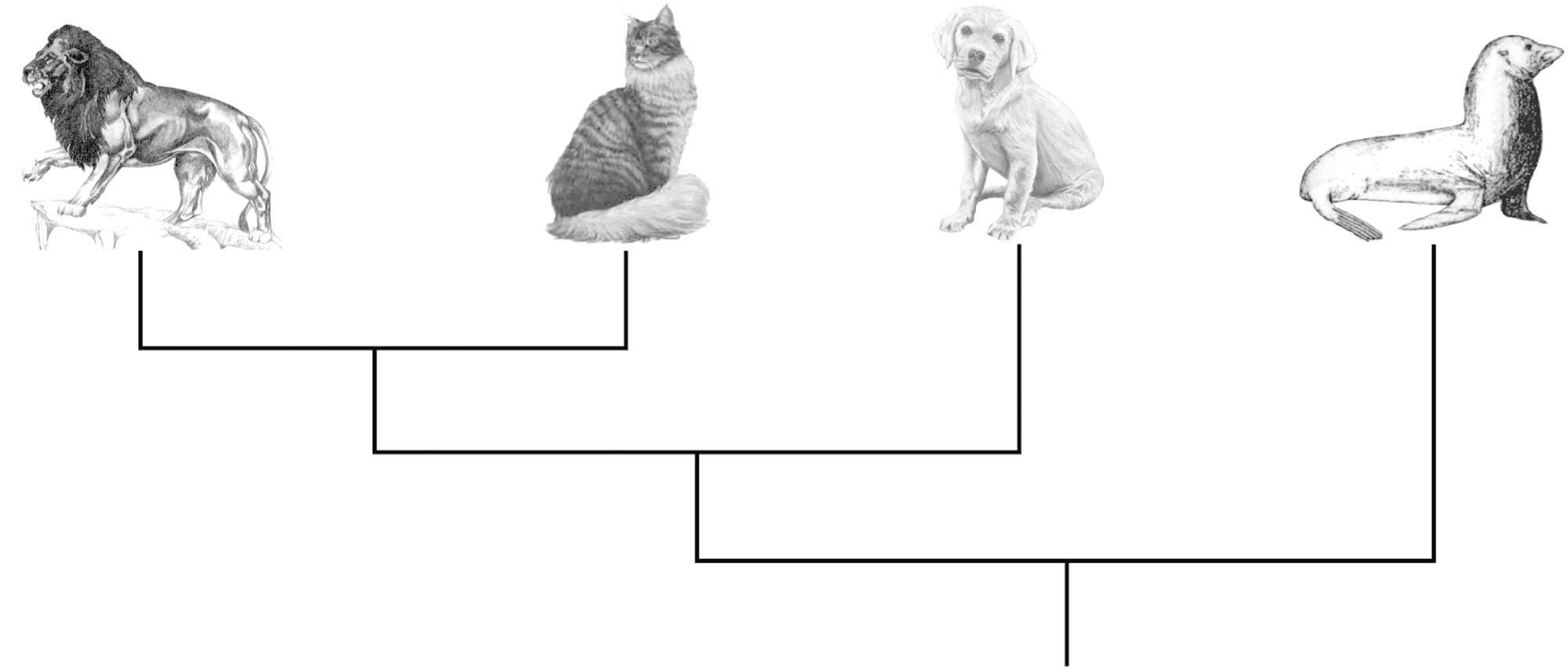 Illustration showing the phylogenetic relationships of a lion, cat, dog, and seal.