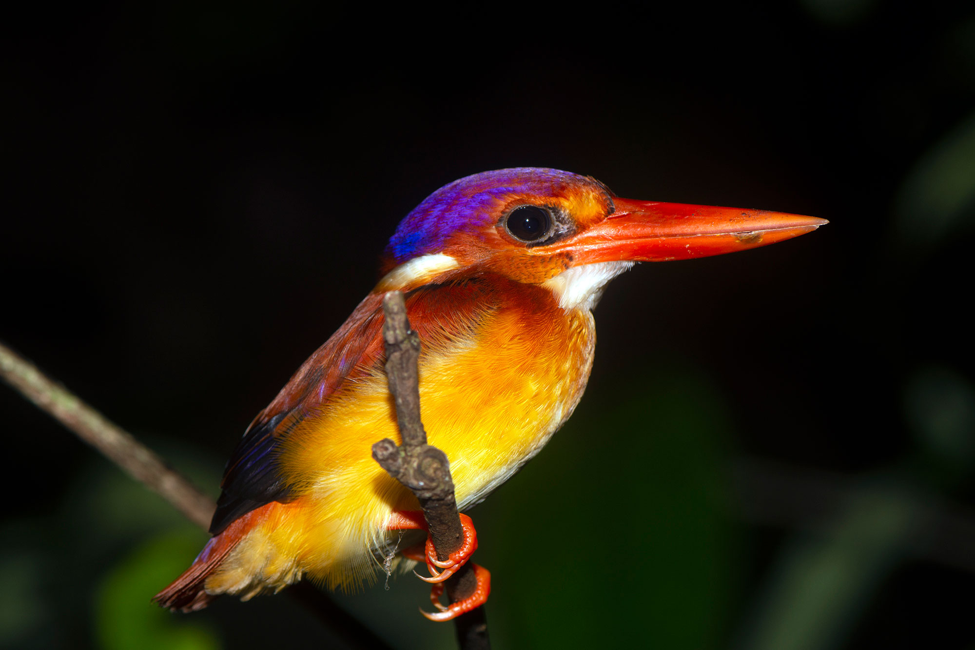 Photograph of a South Philippine dwarf kingfisher. The photo shows a pink, orange, and green bird with a relatively large head, short tail, and large orange beak sitting on the stalk of a palm leaf. The bird has a lizard in its beak.